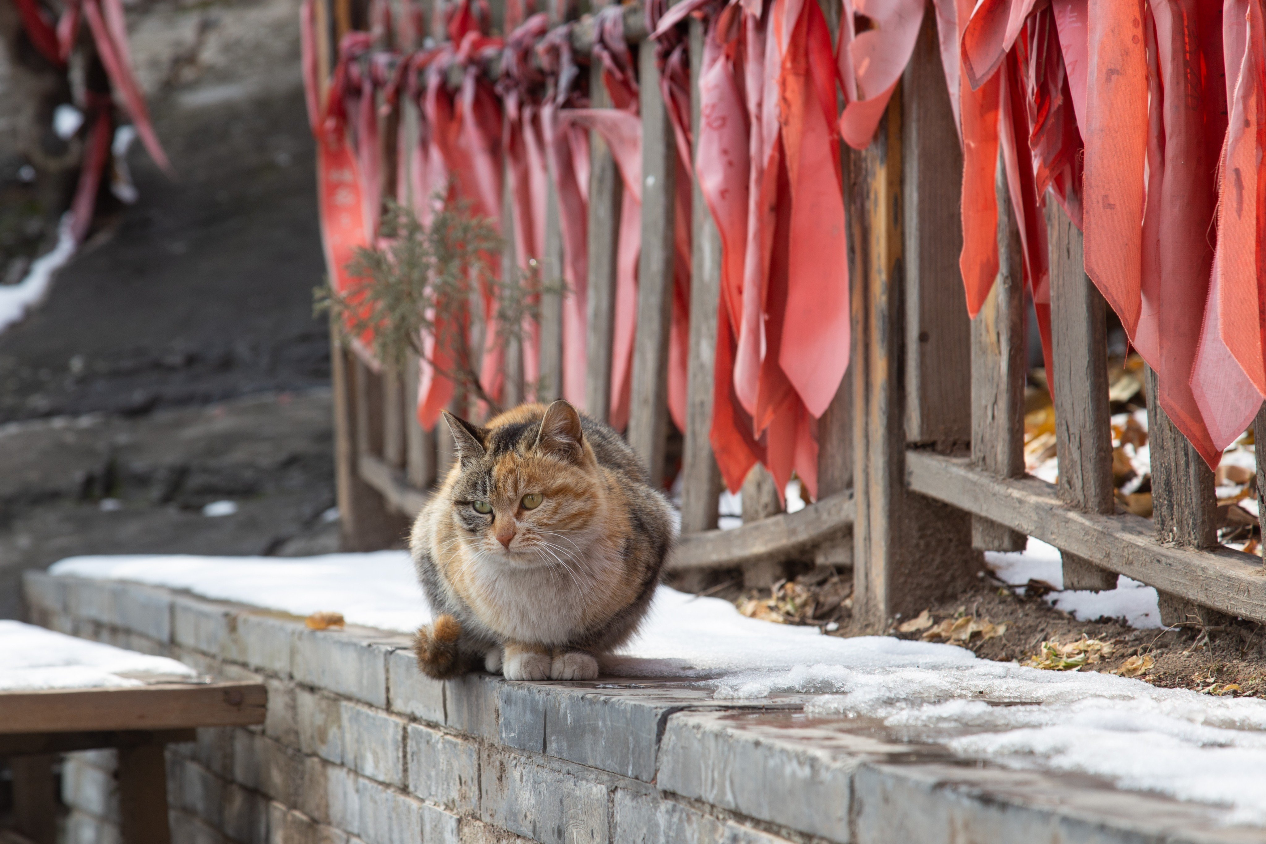 The deaths of six cats on the campus of Universiti Malaya in Kuala Lumpur have reignited debates over the treatment of strays in Malaysia. Photo: Shutterstock