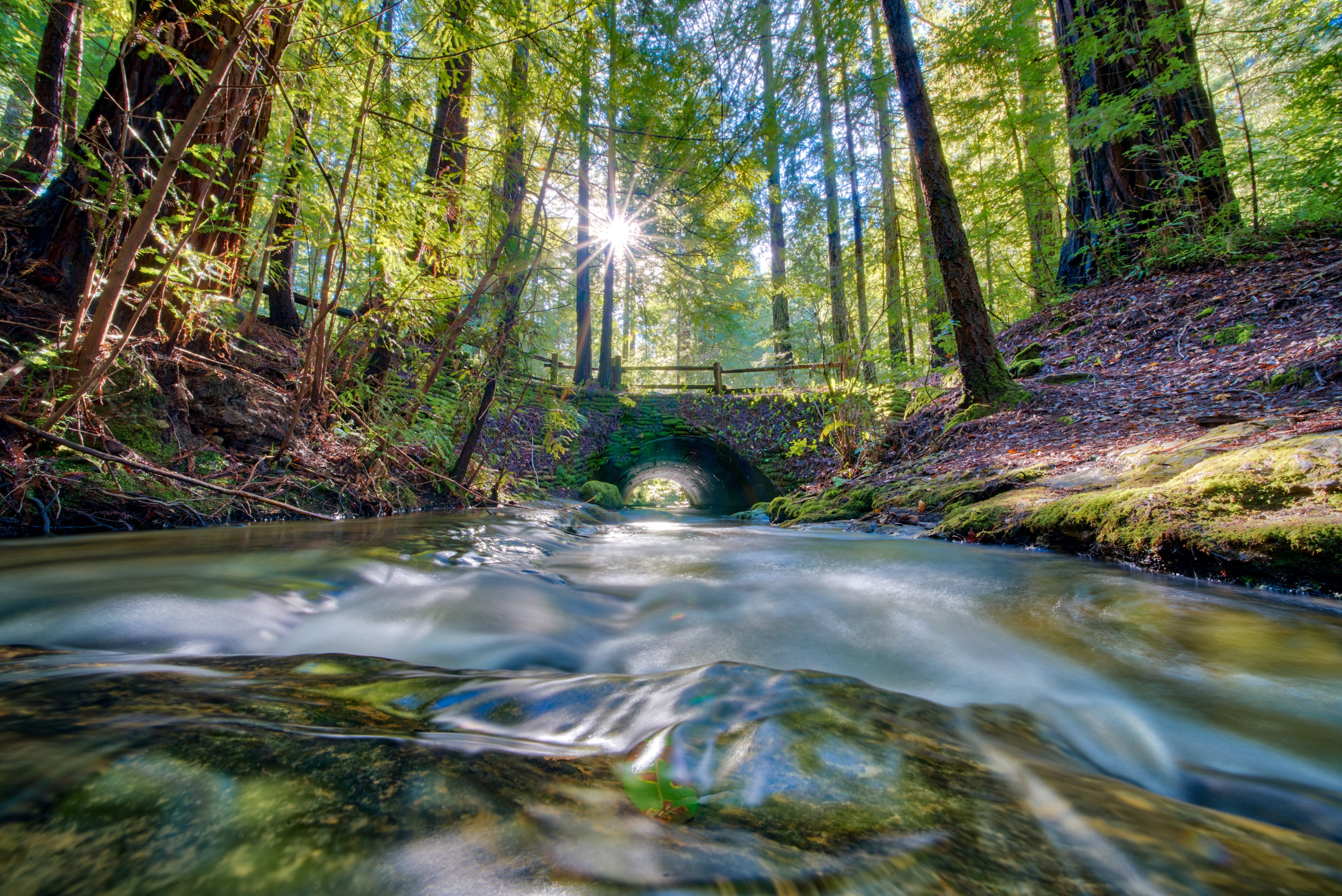 Sempervirens Falls in Big Basin Redwoods State Park. The park in the US state of California was 97 per cent burned in 2020 when fire erupted in the Santa Cruz Mountains. Photo: Shutterstock Images