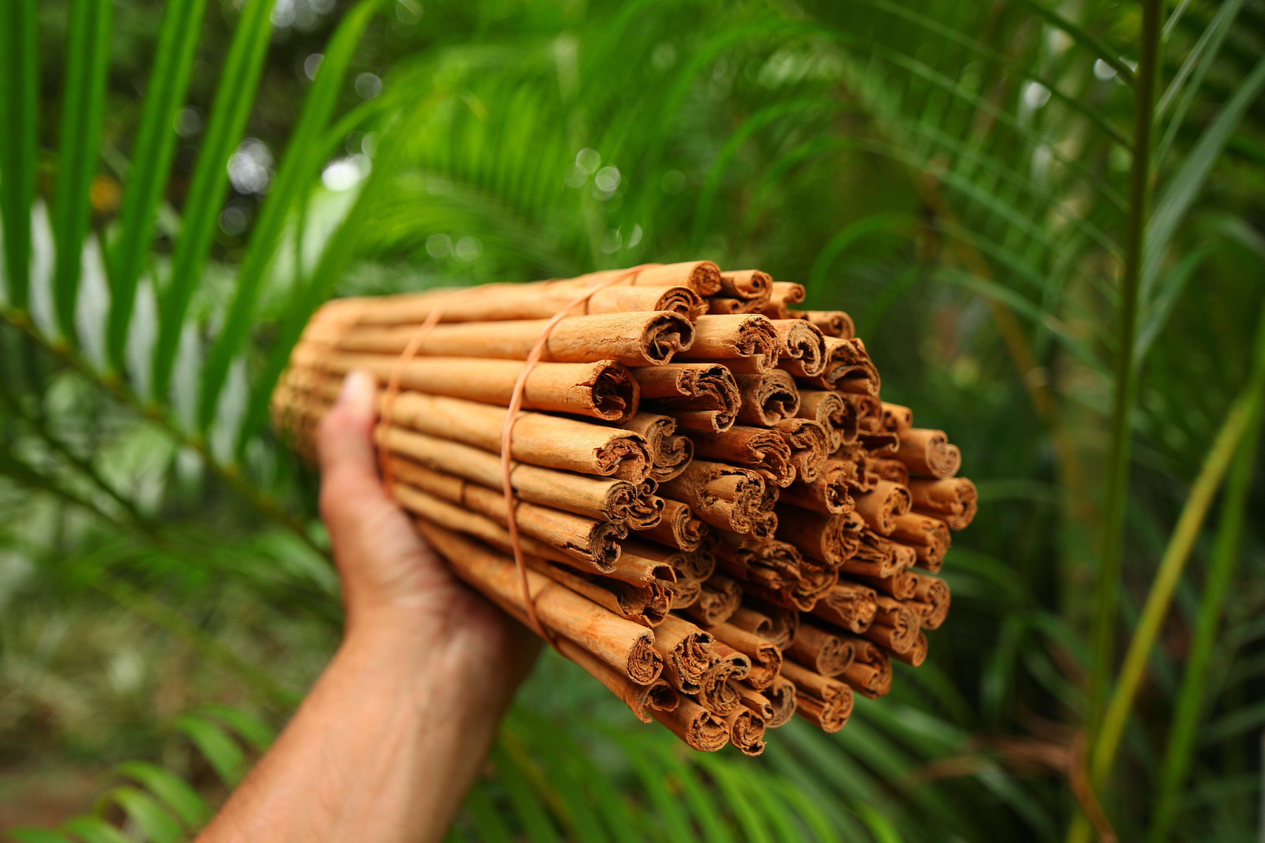 Cinnamon sticks are taken from the inner bark of the cinnamon tree. Photo: Shutterstock