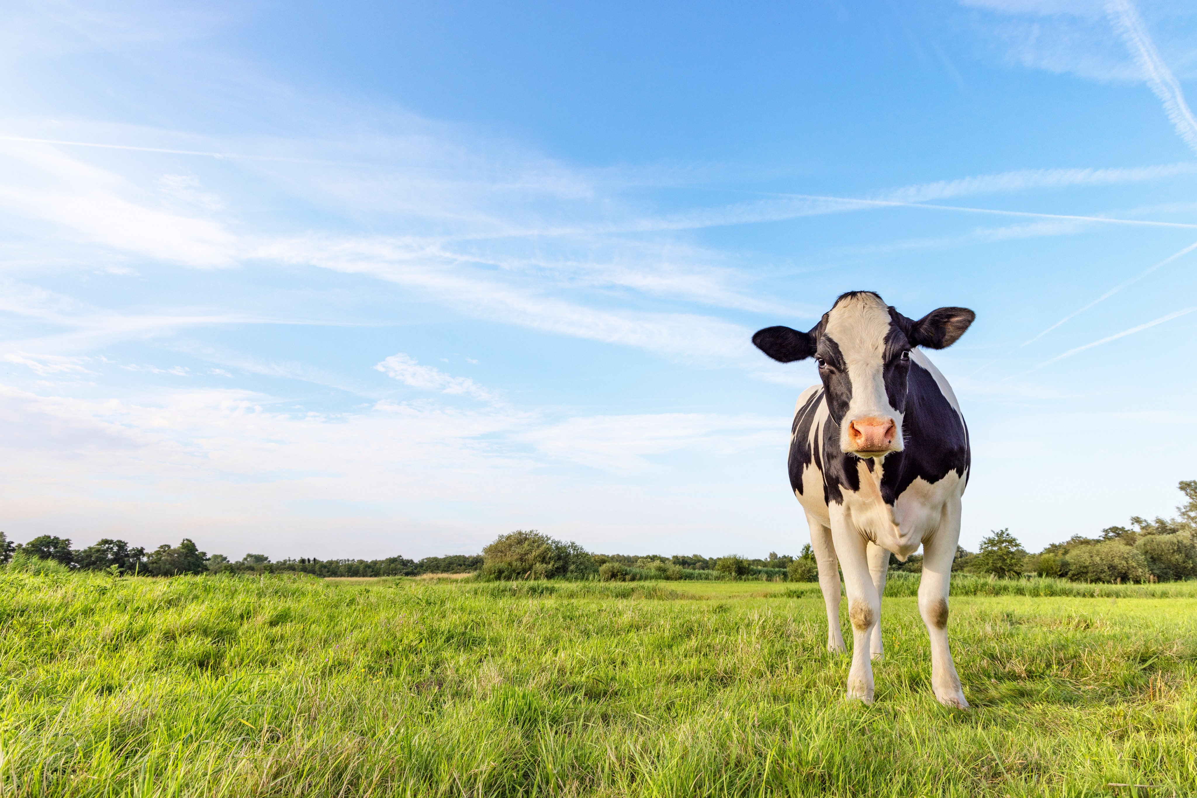 Moo are you looking at? Photo: Shutterstock