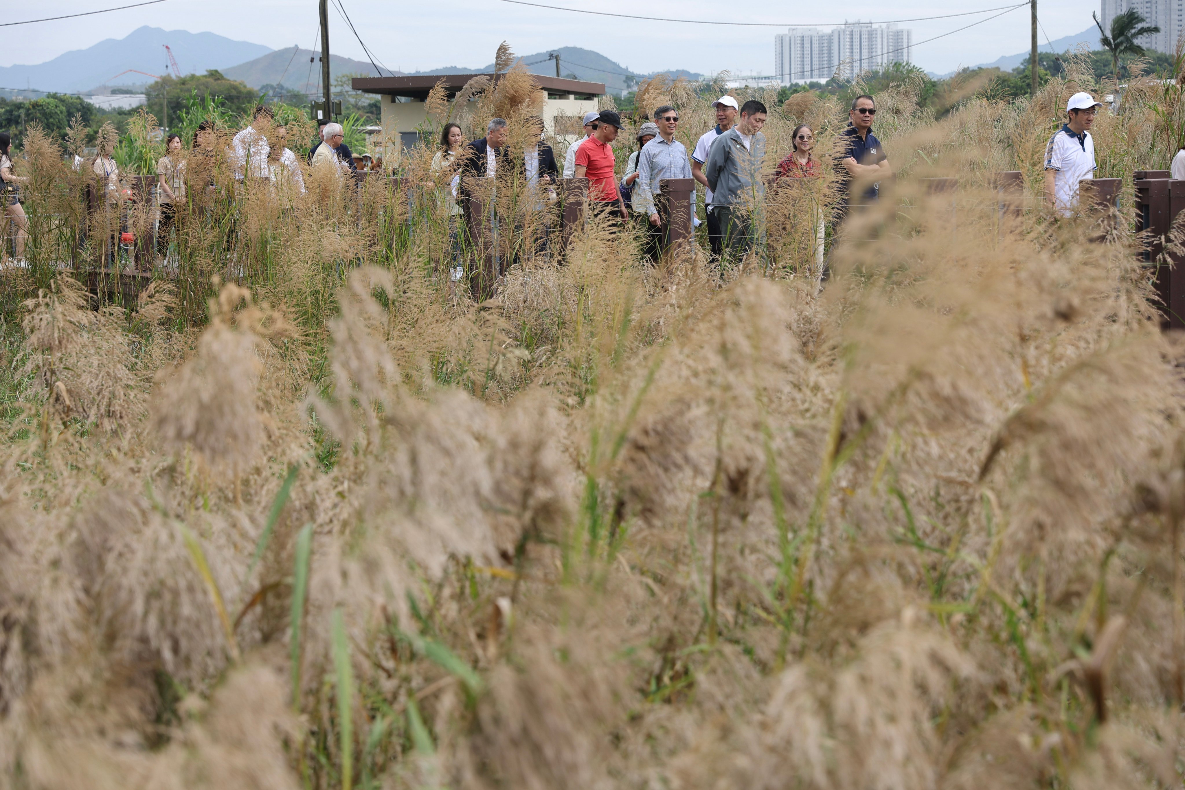 The Long Valley Nature Park is part of the Long Valley freshwater wetlands. Photo: Edmond So