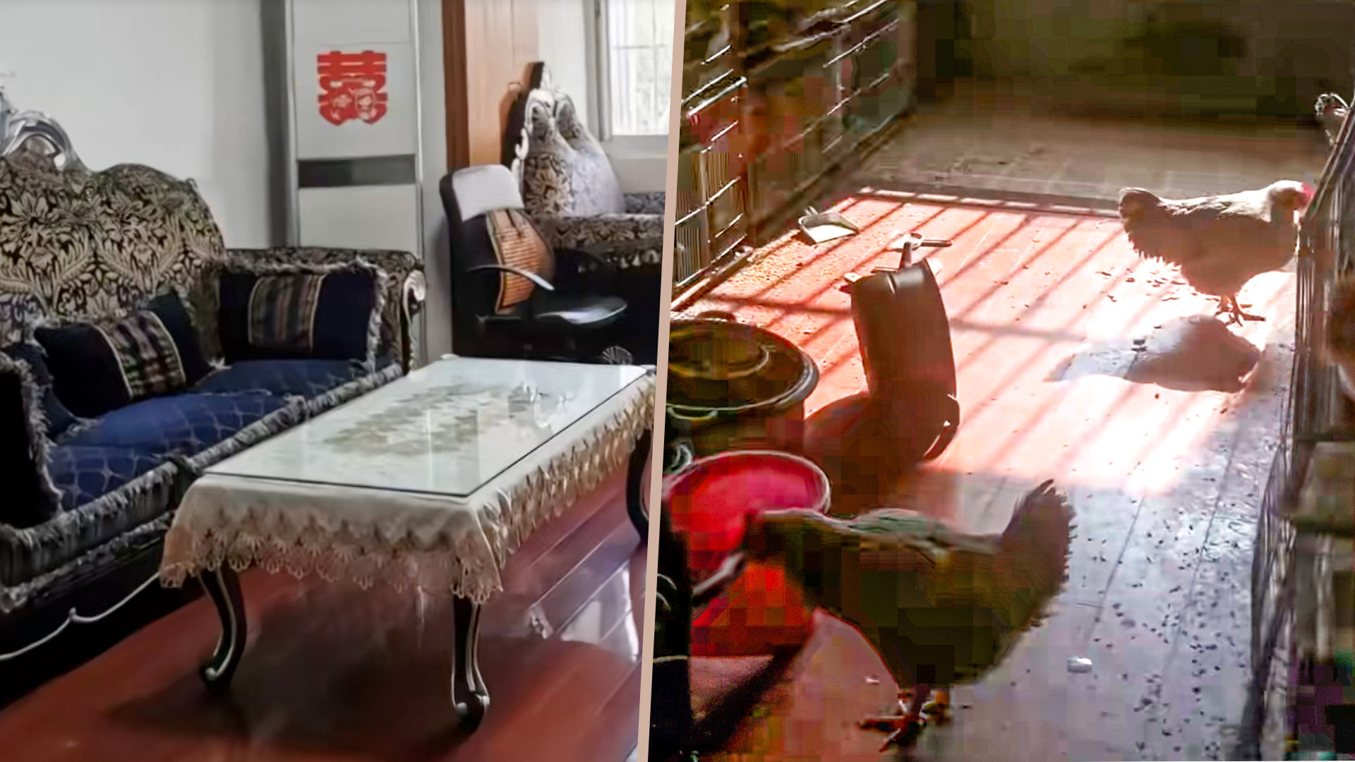 A shocked landlord in China returned to his property to find that it had been converted into a stinking chicken farm. Photo: SCMP composite/Douyin