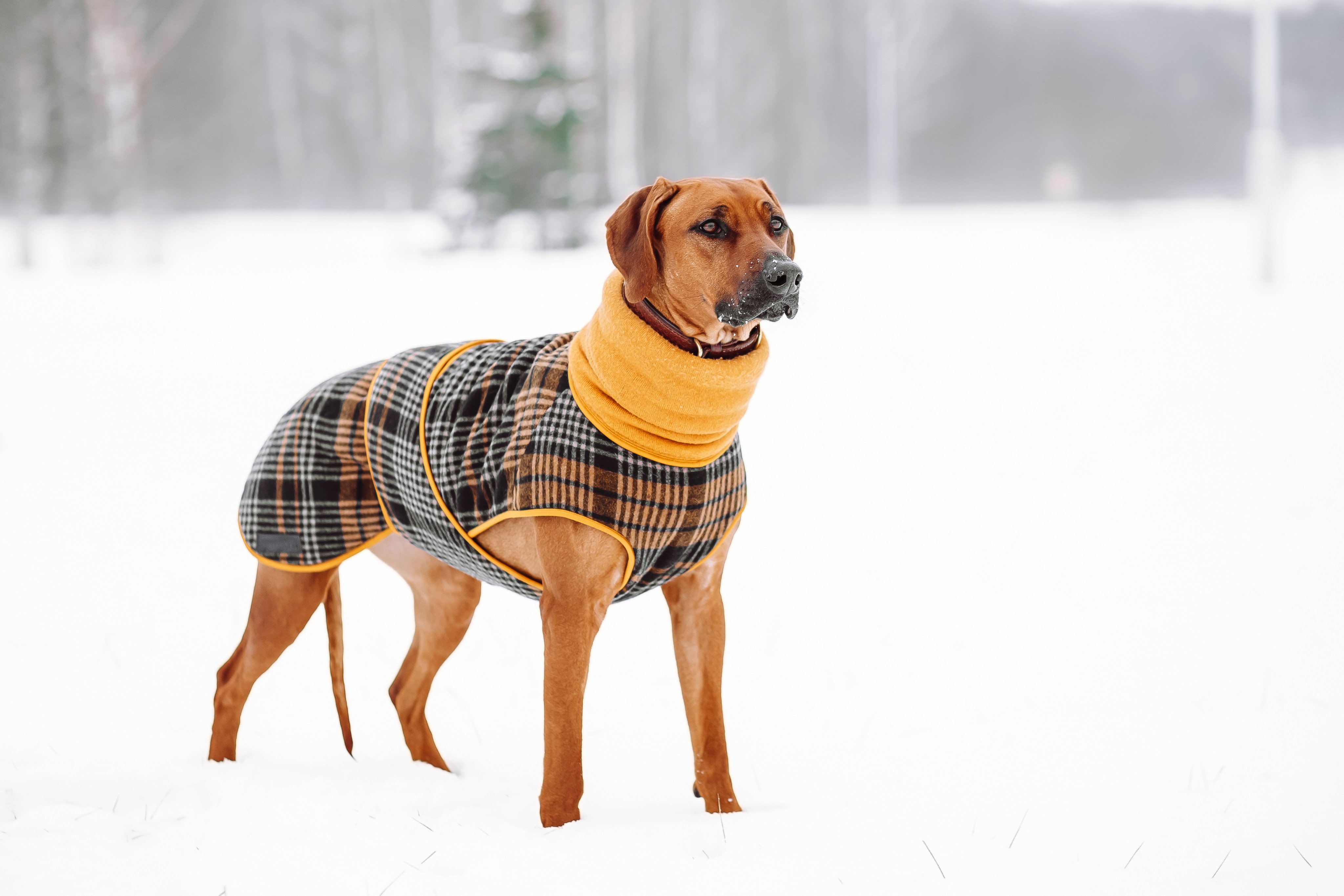 For canine breeds that originally came from warmer climes, such as the Rhodesian ridgeback with its short hair, a coat can make sense when the winter cold sets in, animal welfare experts say. Photo: Shutterstock