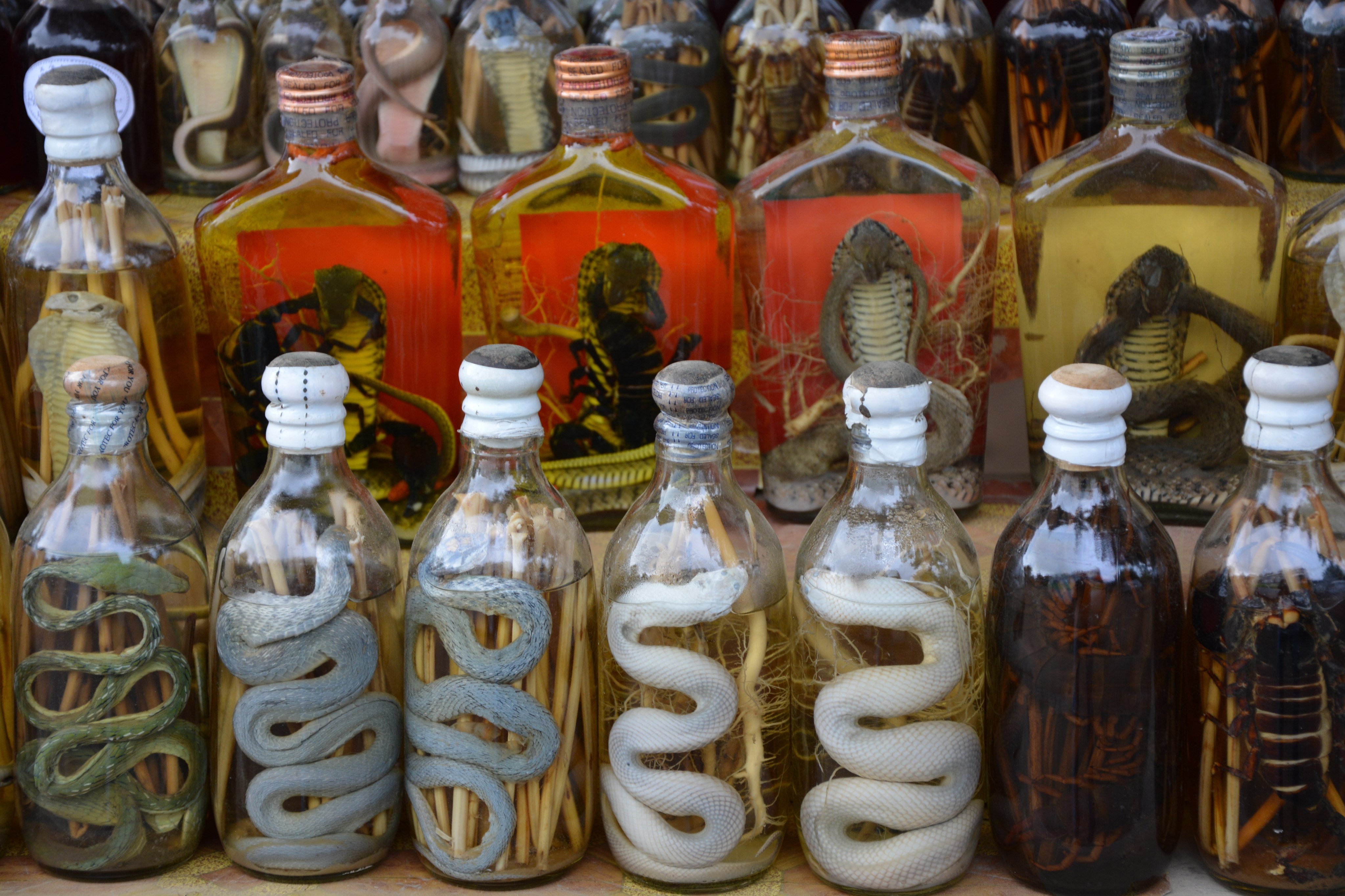 Many believe that snake wine (pictured) offers medicinal benefits, including improving blood circulation – but drinking it is not without its risks. Photo: Shutterstock