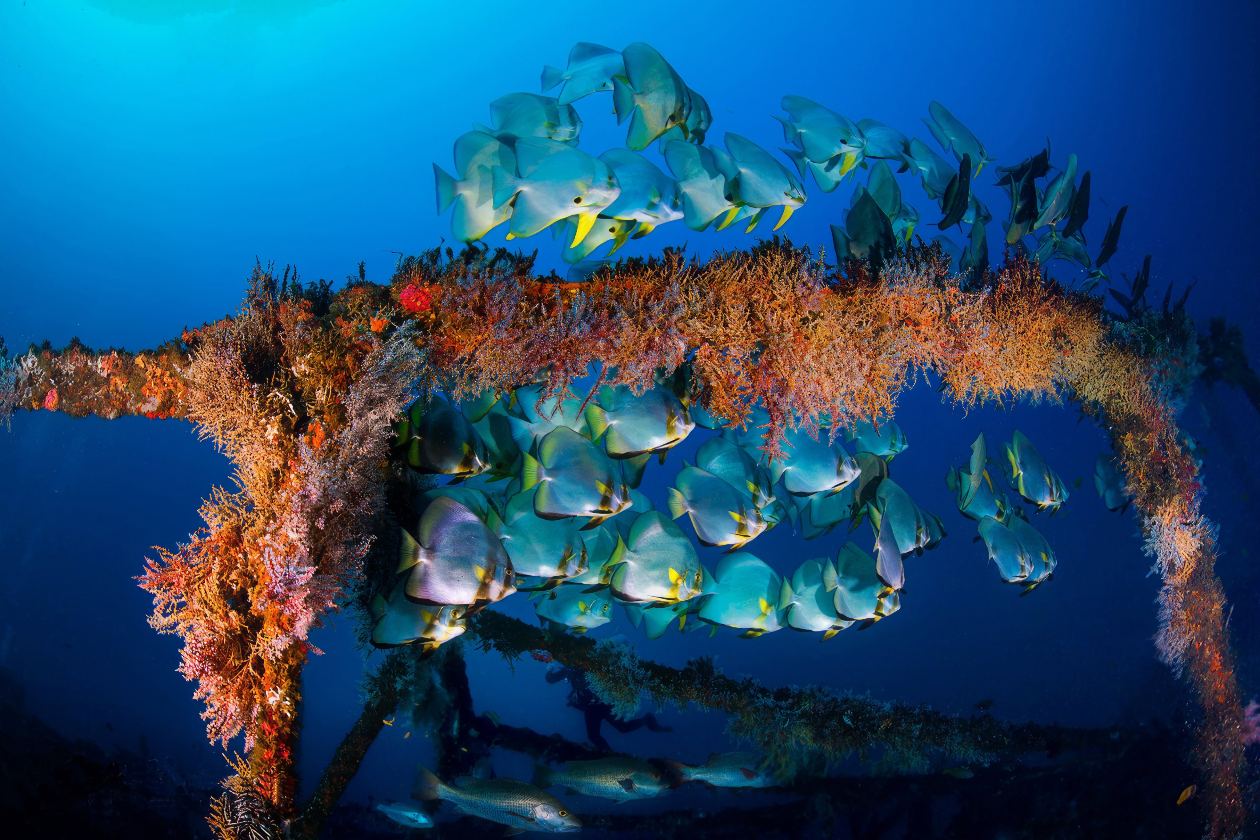 We are at risk of losing key ecosystems like the coral reefs. Photo: Handout