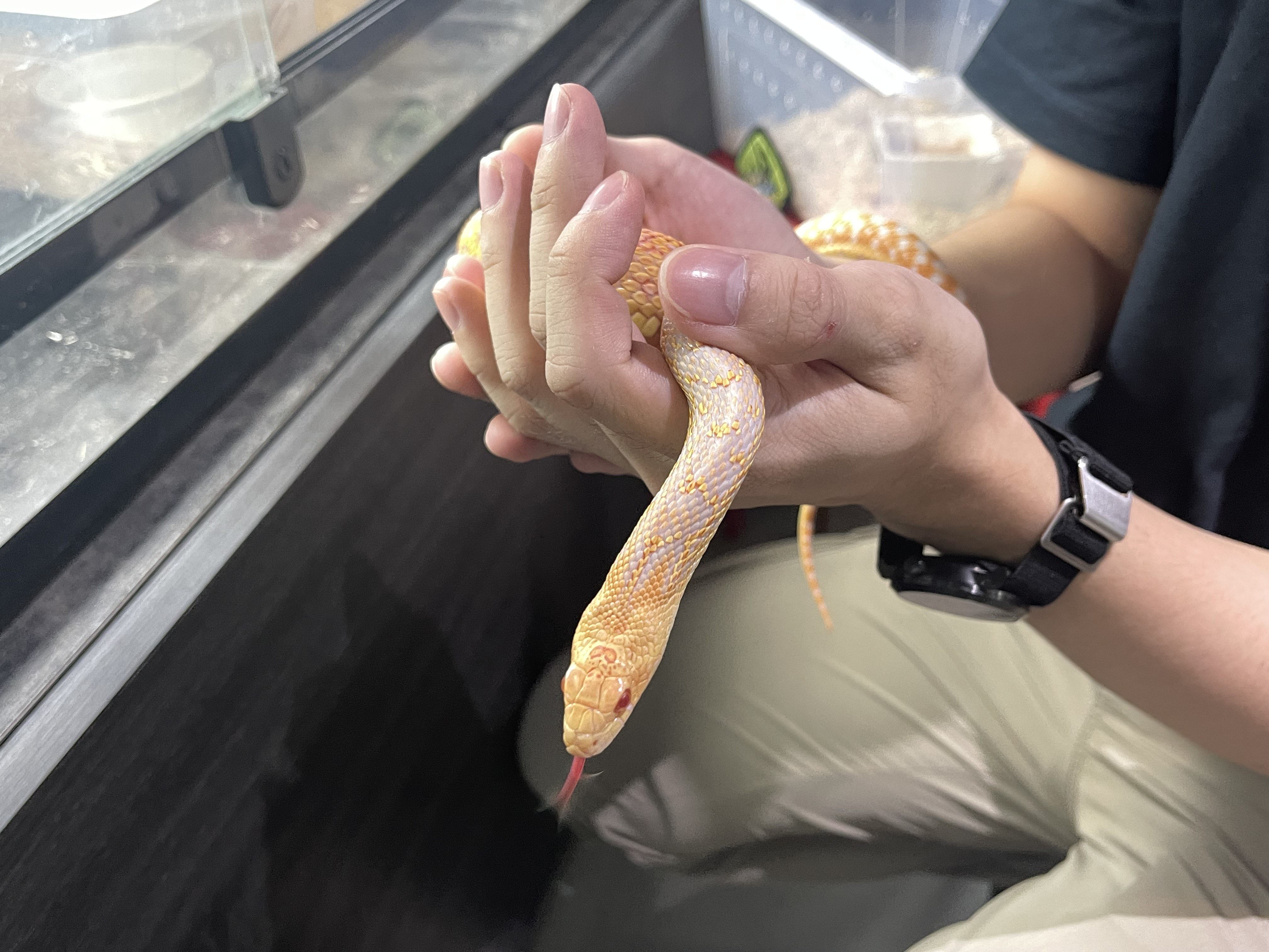 A Kingsville red hypo albino, a type of bull snake. Bull snakes can be sensitive to changes in temperature. Photo: Austin Zhang