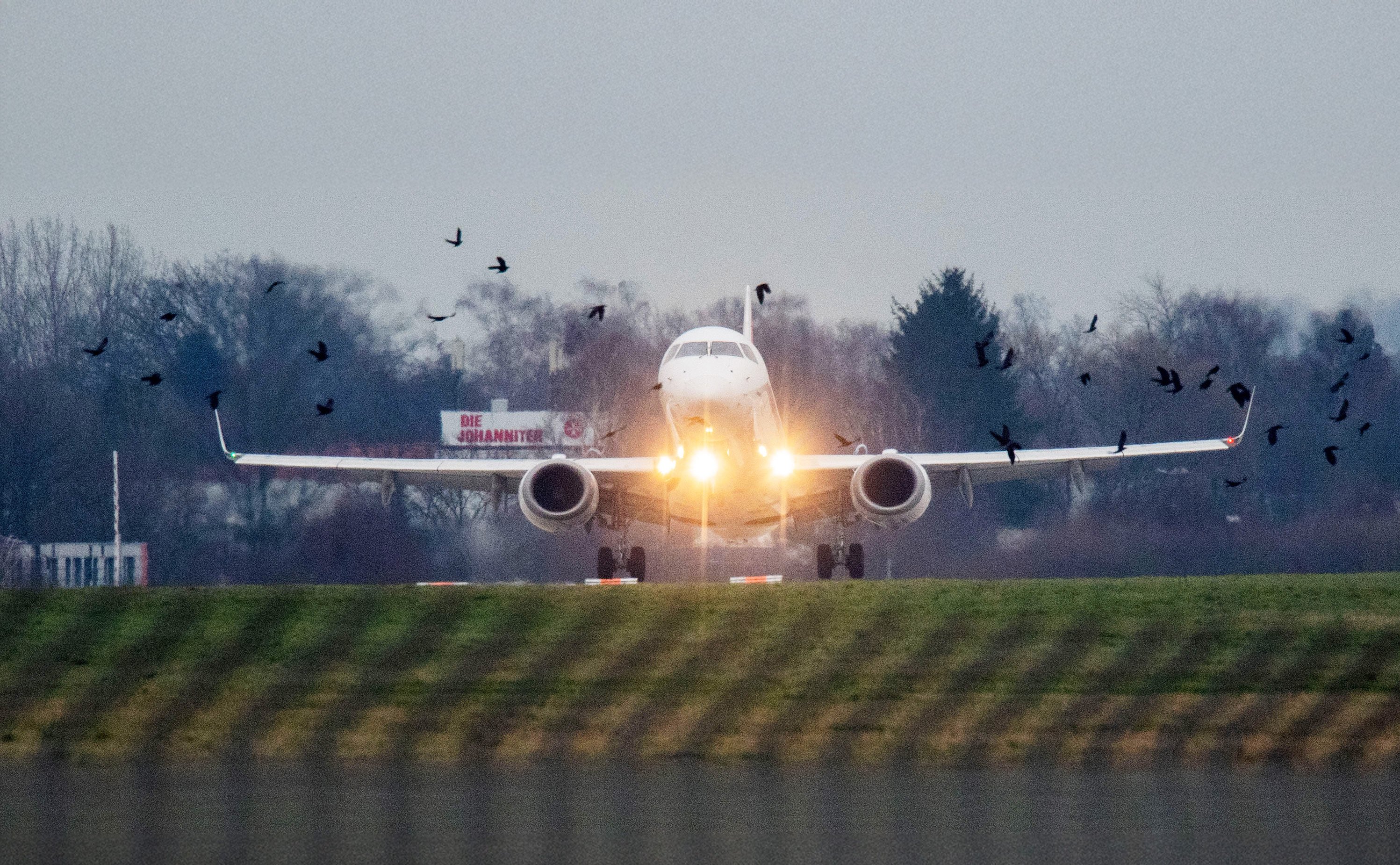 An aircraft lands at an airport in Germany as a flock of birds flies past. Photo: dpa/picture alliance via Getty Images 