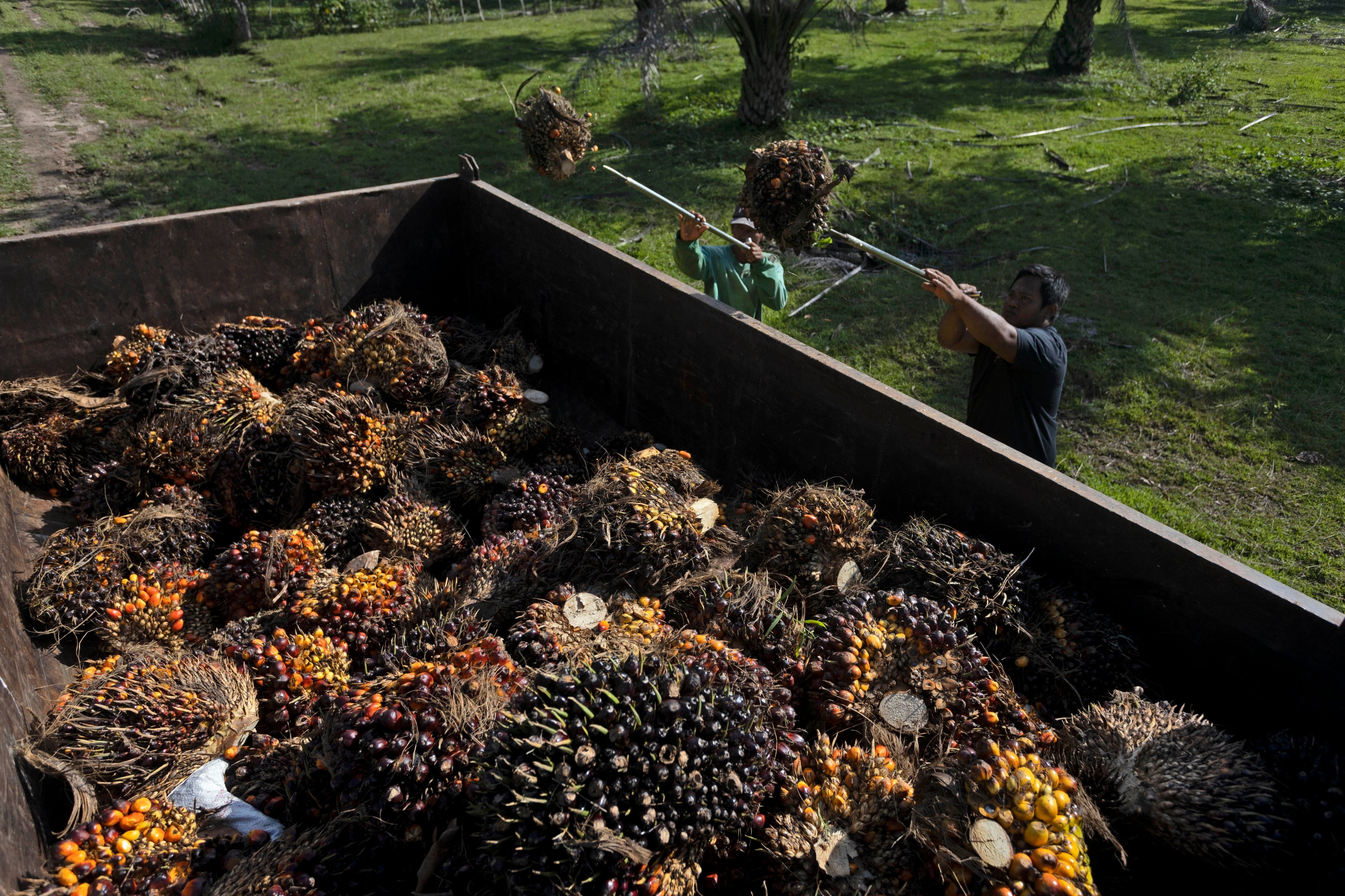 Palm fruit being loaded at a palm oil plantation in Polewali Mandar, South Sulawesi, Indonesia. Photo: AP