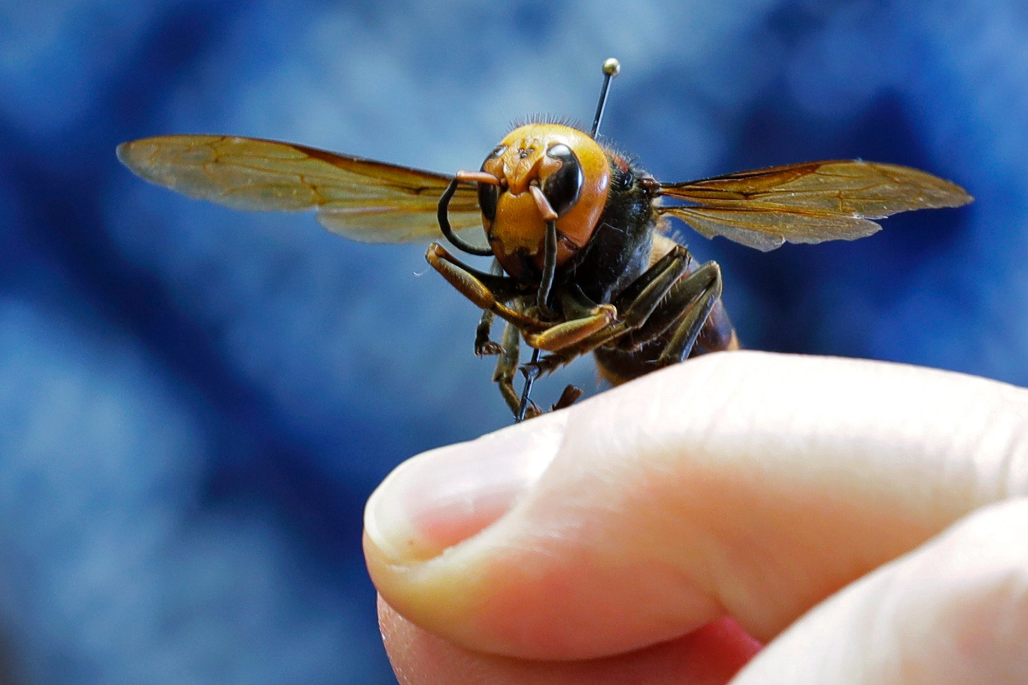 An Asian giant hornet from Japan is held on a pin by Sven Spichiger, an entomologist with the Washington state Department of Agriculture in Olympia, Washington, in 2020. Photo: AP