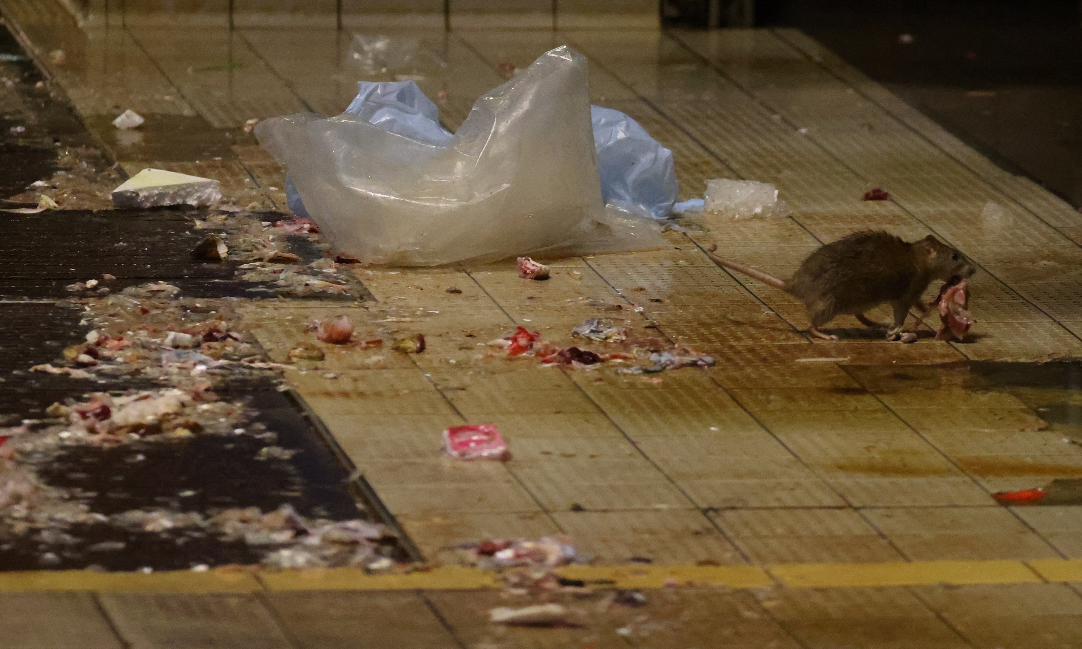 A rat scavenges at Pei Ho Street Market in Sham Shui Po. Photo: Dickson Lee