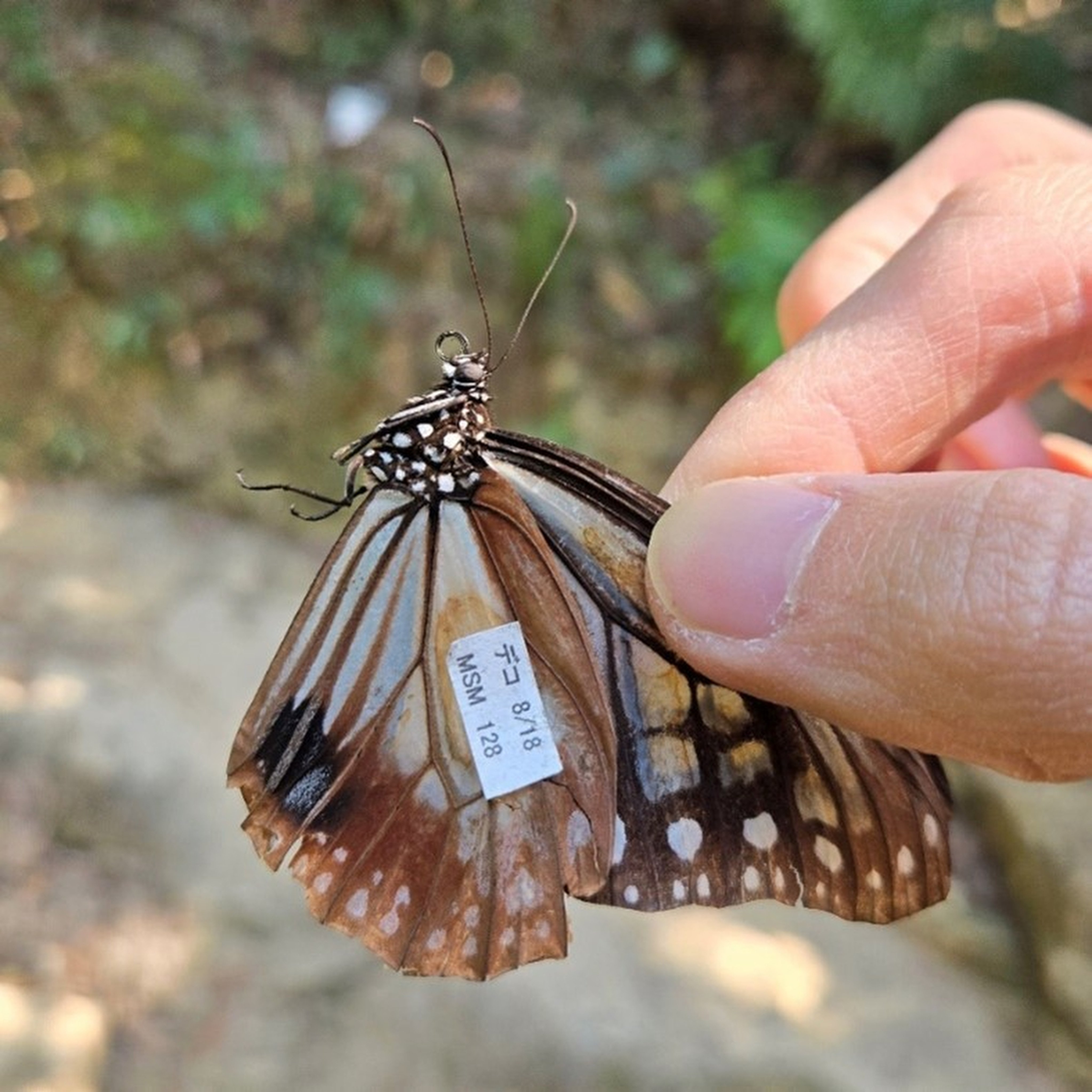 The chestnut tiger captured in Repulse Bay was tagged in Japan. Photo: Ling Yuet-fung