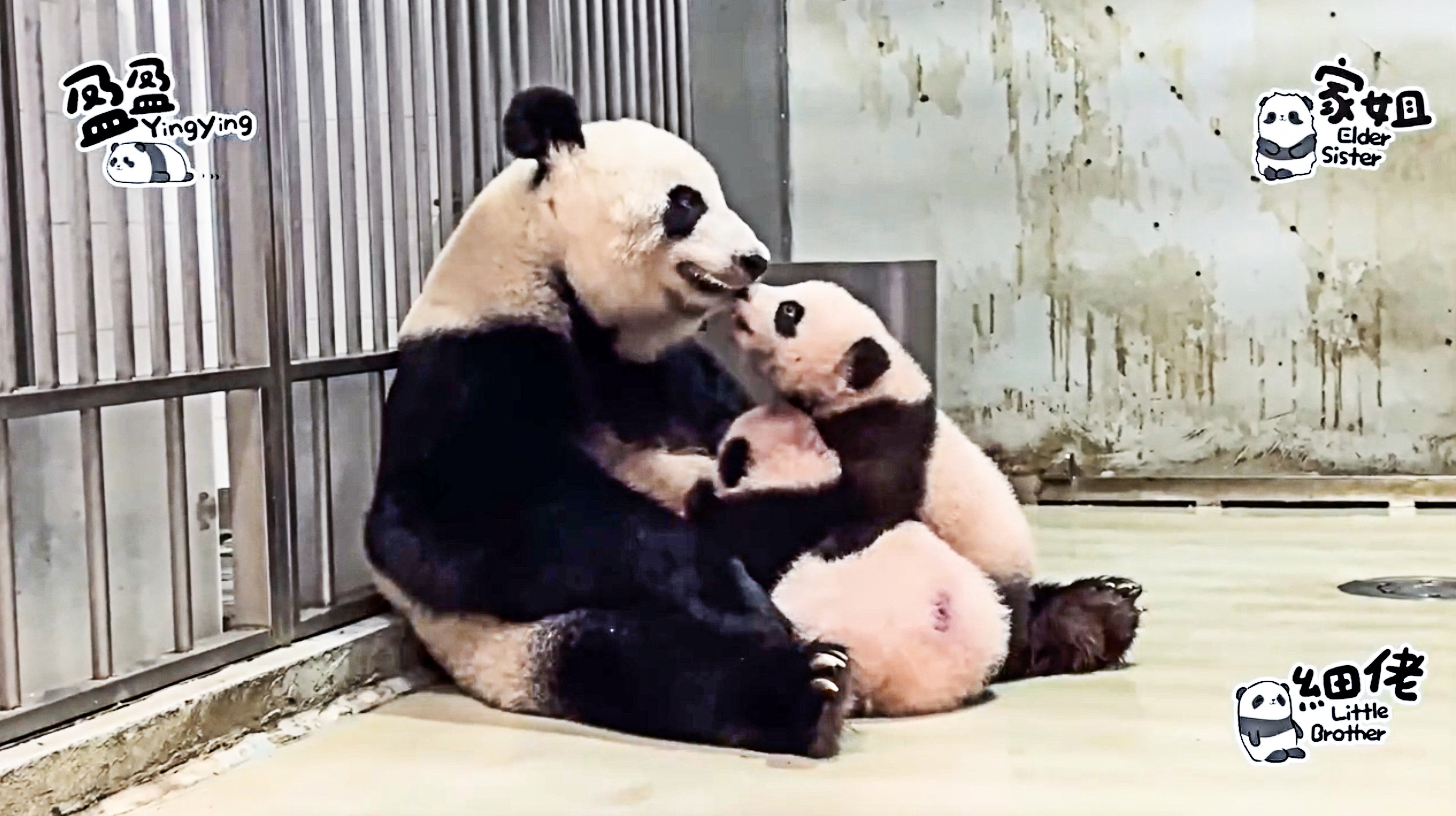 Panda mum Ying Ying is caring for her twin cubs together for the first time. Photo: Ocean Park