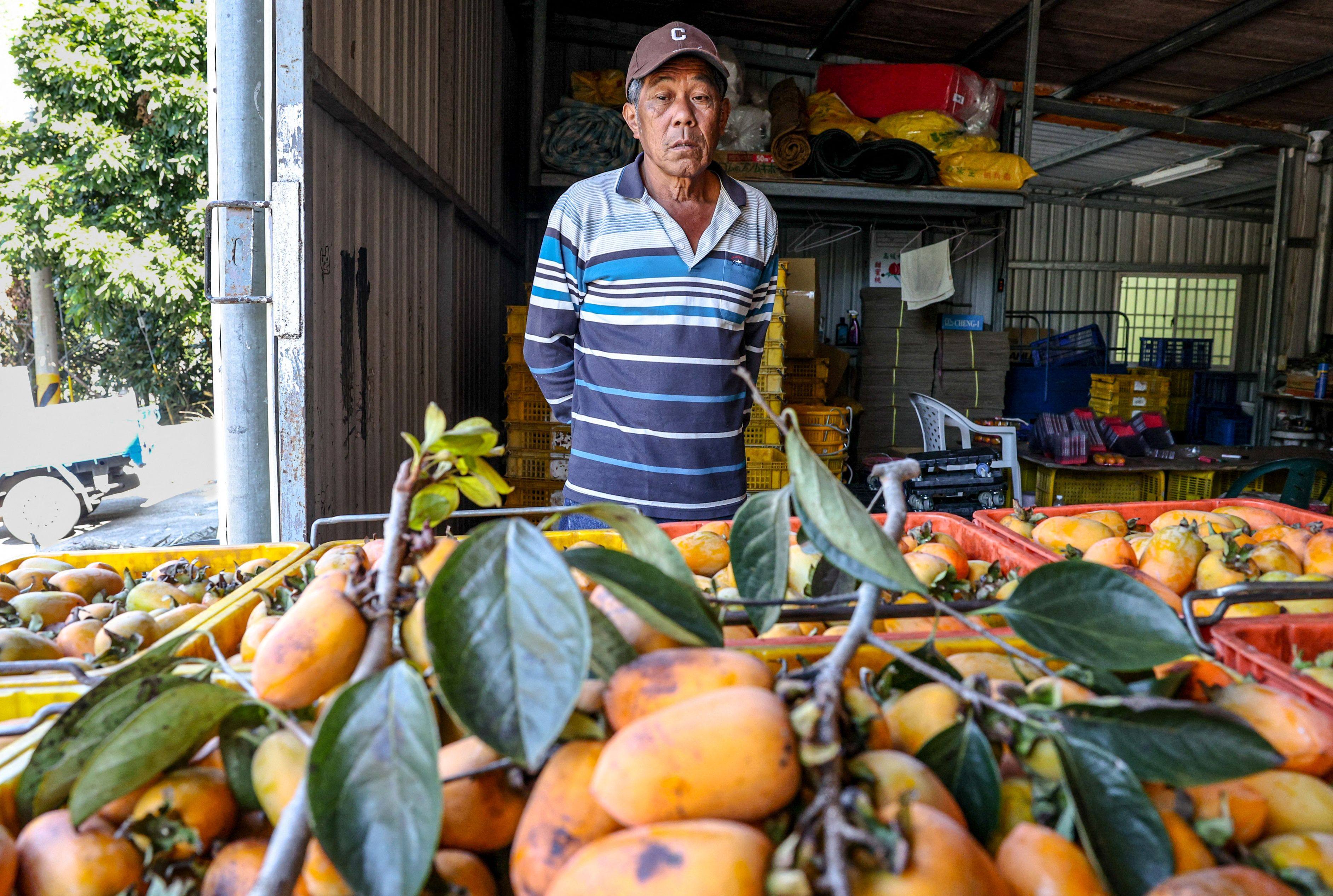 Taiwanese farmer Lo Chih-neng looks at persimmons harvested at his farm in Dongshi district, Taichung City, on December 12, 2024. Lo says his harvest was down by more than a third in 2024. Photo: AFP