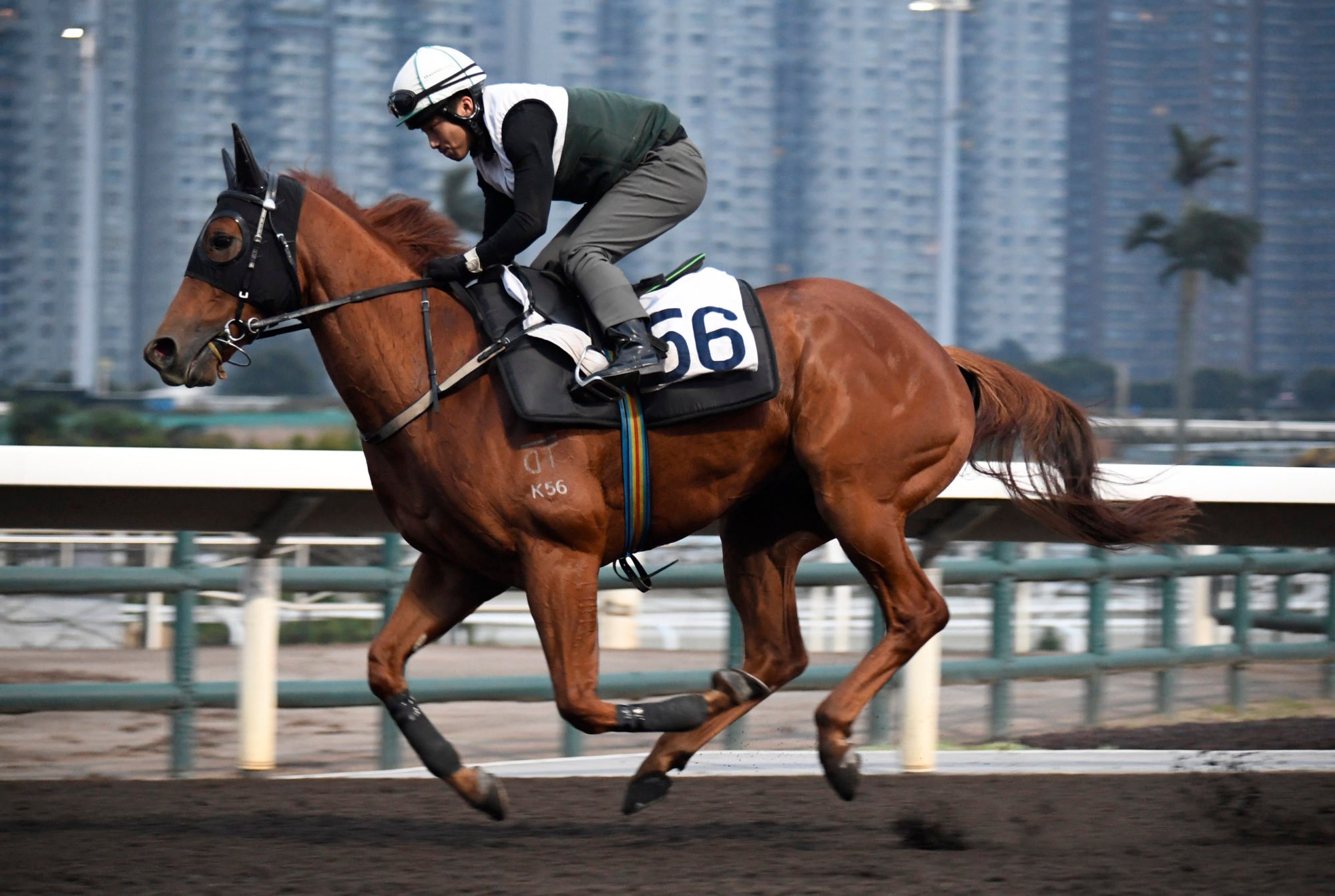 Aurio gallops on the Sha Tin dirt.