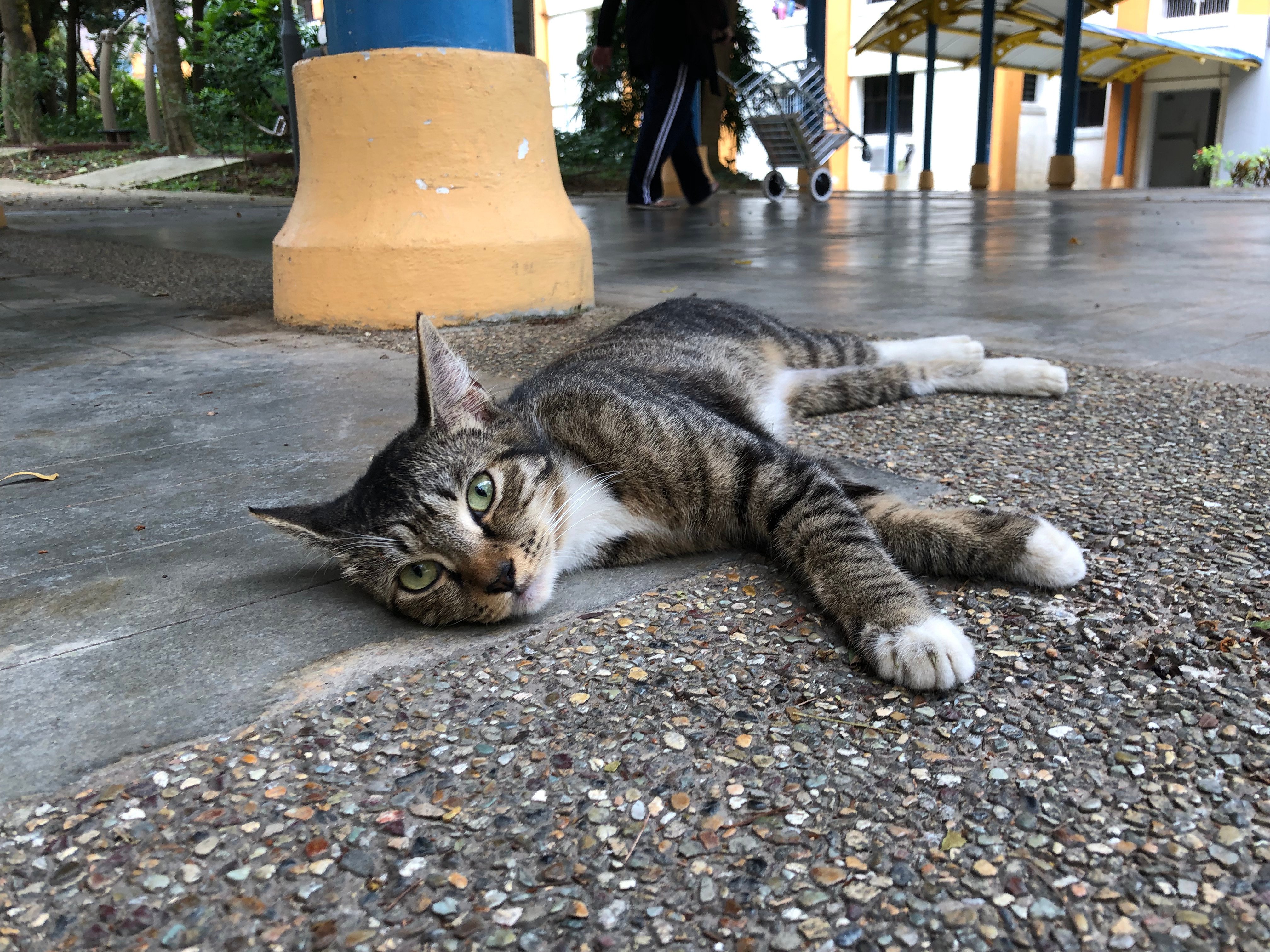 The deaths of several cats at Universiti Malaya have sparked fears among Malaysians of a serial killer on campus. Photo: Shutterstock