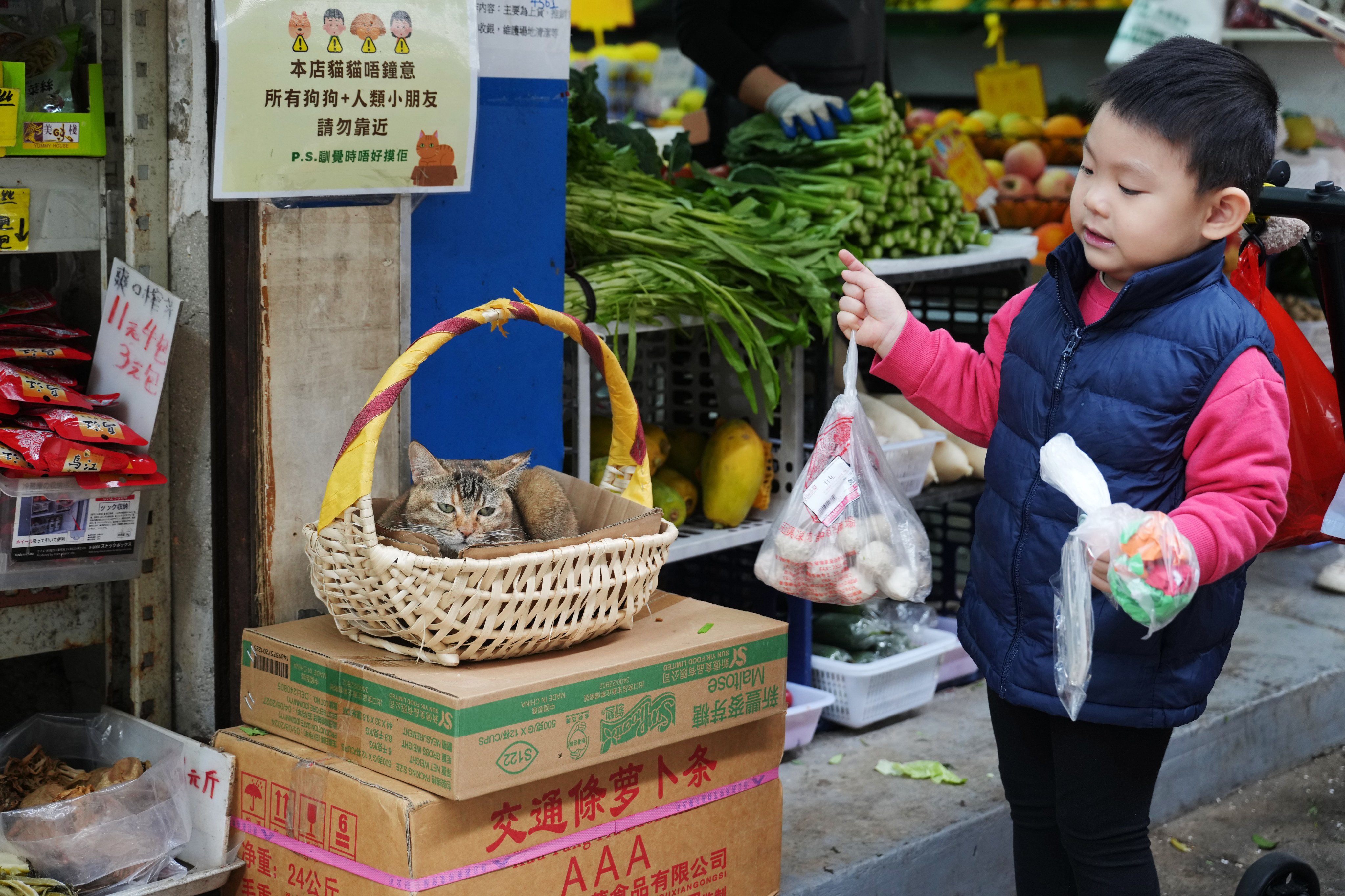 A cat sits in a basket outside a grocery shop in To Kwa Wan on November 22. Photo: Sam Tsang
