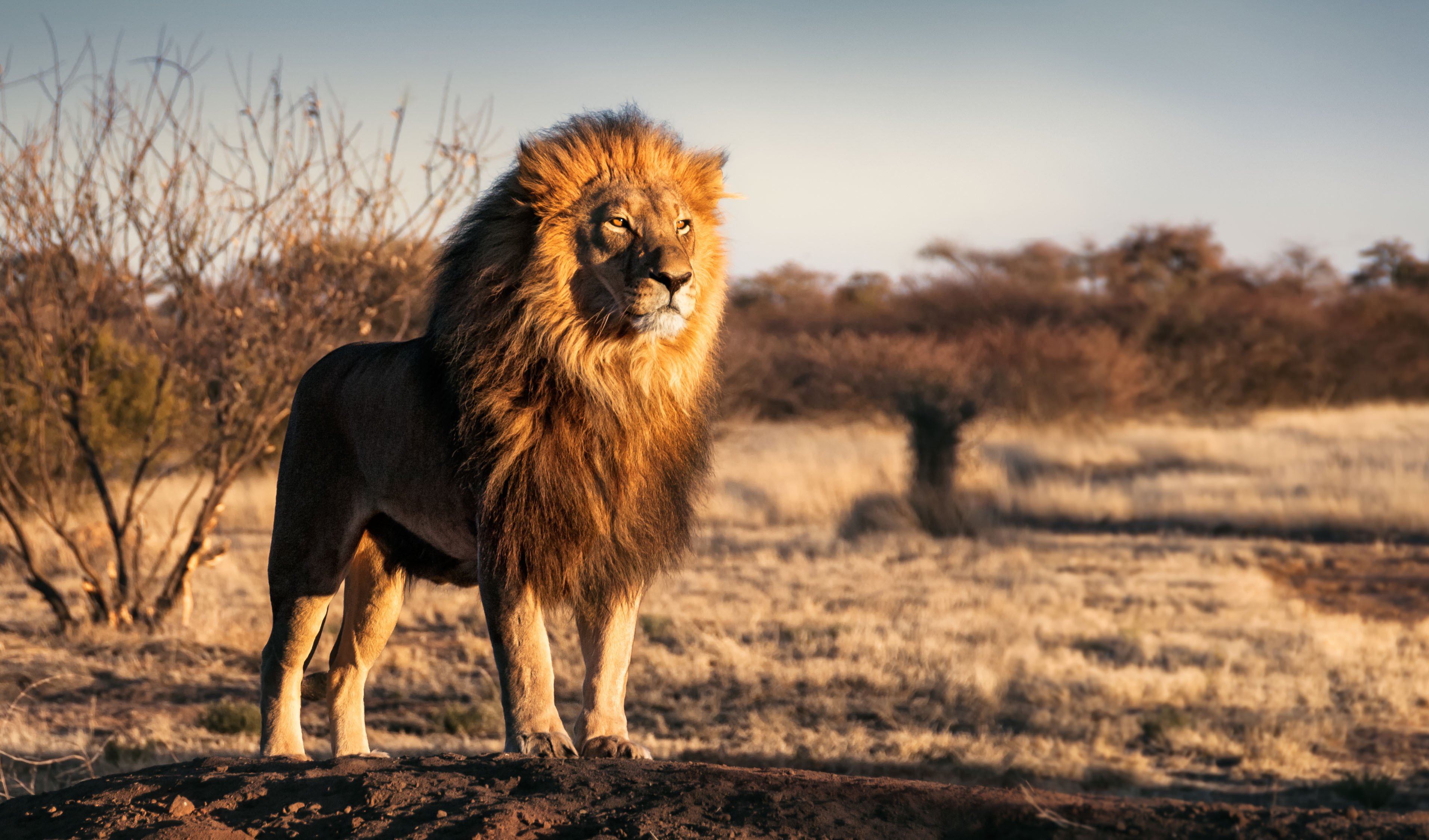 A seven-year-old in Zimbabwe was found unscathed after he wandered alone for five days in a national park inhabited by lions and other wild animals. Photo: Shutterstock