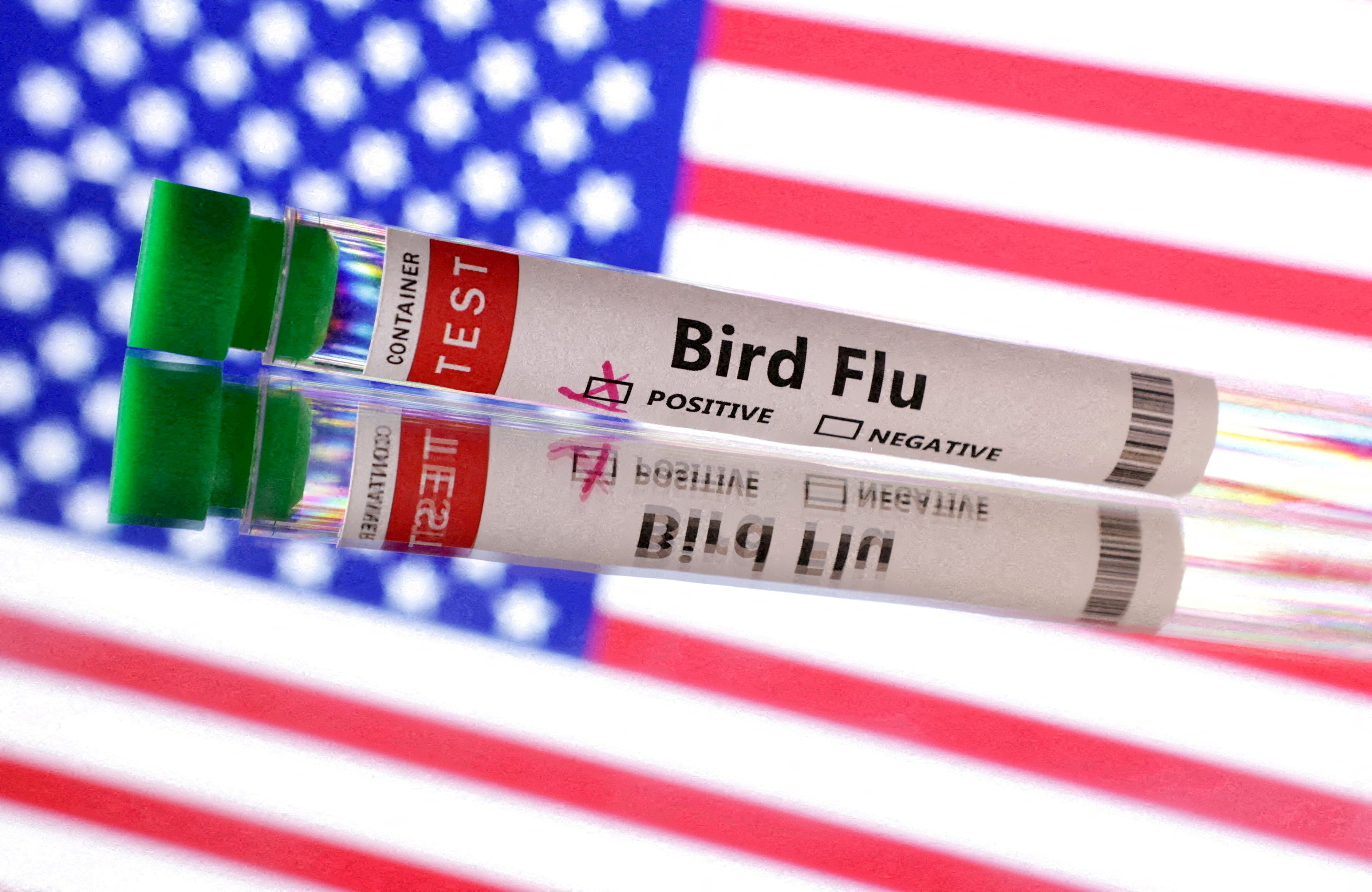 The outgoing Biden administration has said it will allocate US$306 million to bolster the United States’ bird flu response. Photo: Reuters /Dado Ruvic / Illustration / File Photo 