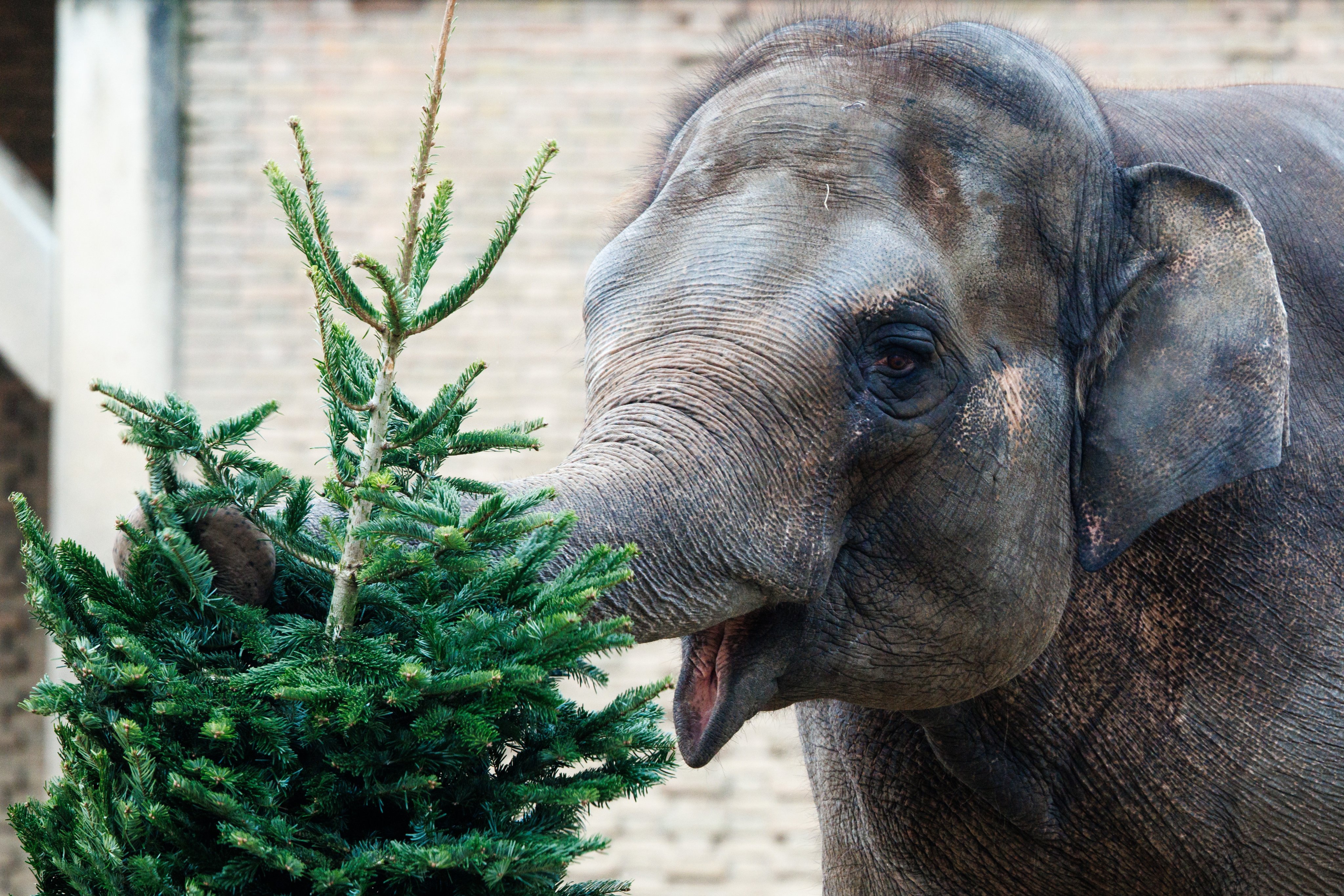 An elephant eats a non-sold, untreated, leftover Christmas tree at a zoo in Berlin, Germany. Photo: EPA-EFE