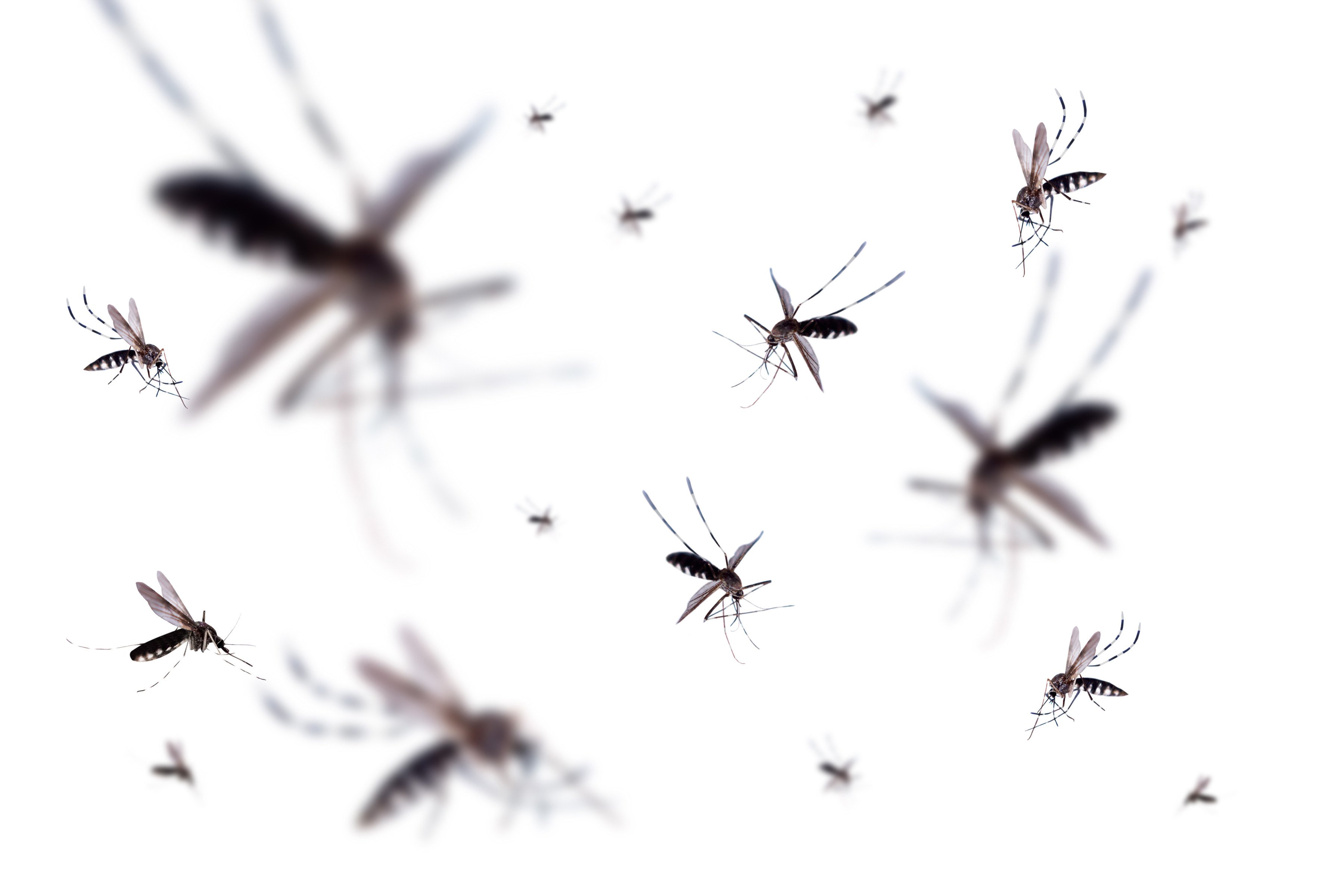 Researchers say the mosquitoes would need to be genetically modified so they only expressed the toxic semen once they were released into the wild. Photo: Shutterstock