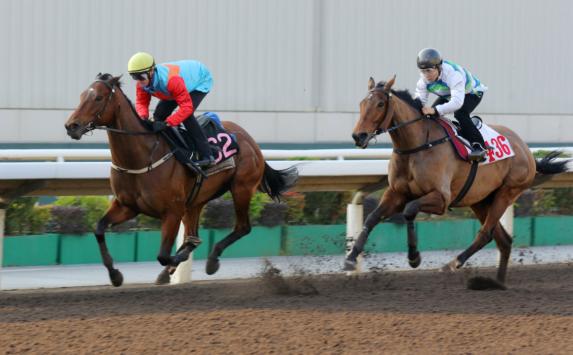 Matthew Poon and Voyage Bubble (right), trail Ka Ying Rising in a Sha Tin dirt trial on Thursday morning.