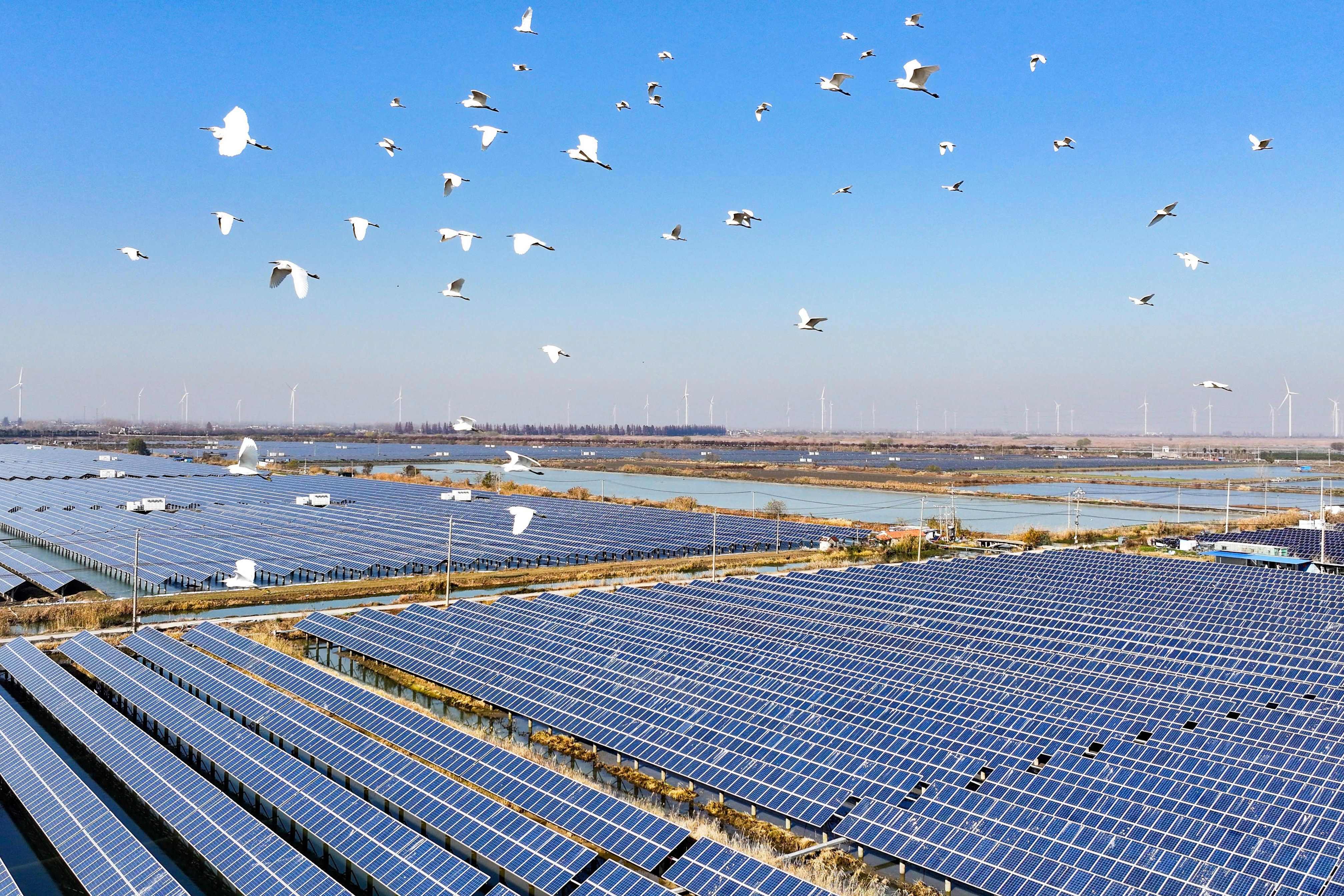 Egrets fly over solar panels in  China’s Jiangsu province on December 16, 2024. The chief economist of Goldman Sachs says that most Chinese imports probably won’t be subject to the 60 per cent tariffs that US president-elect Donald Trump has pledged to impose, but that solar panel components might be. Photo: AFP