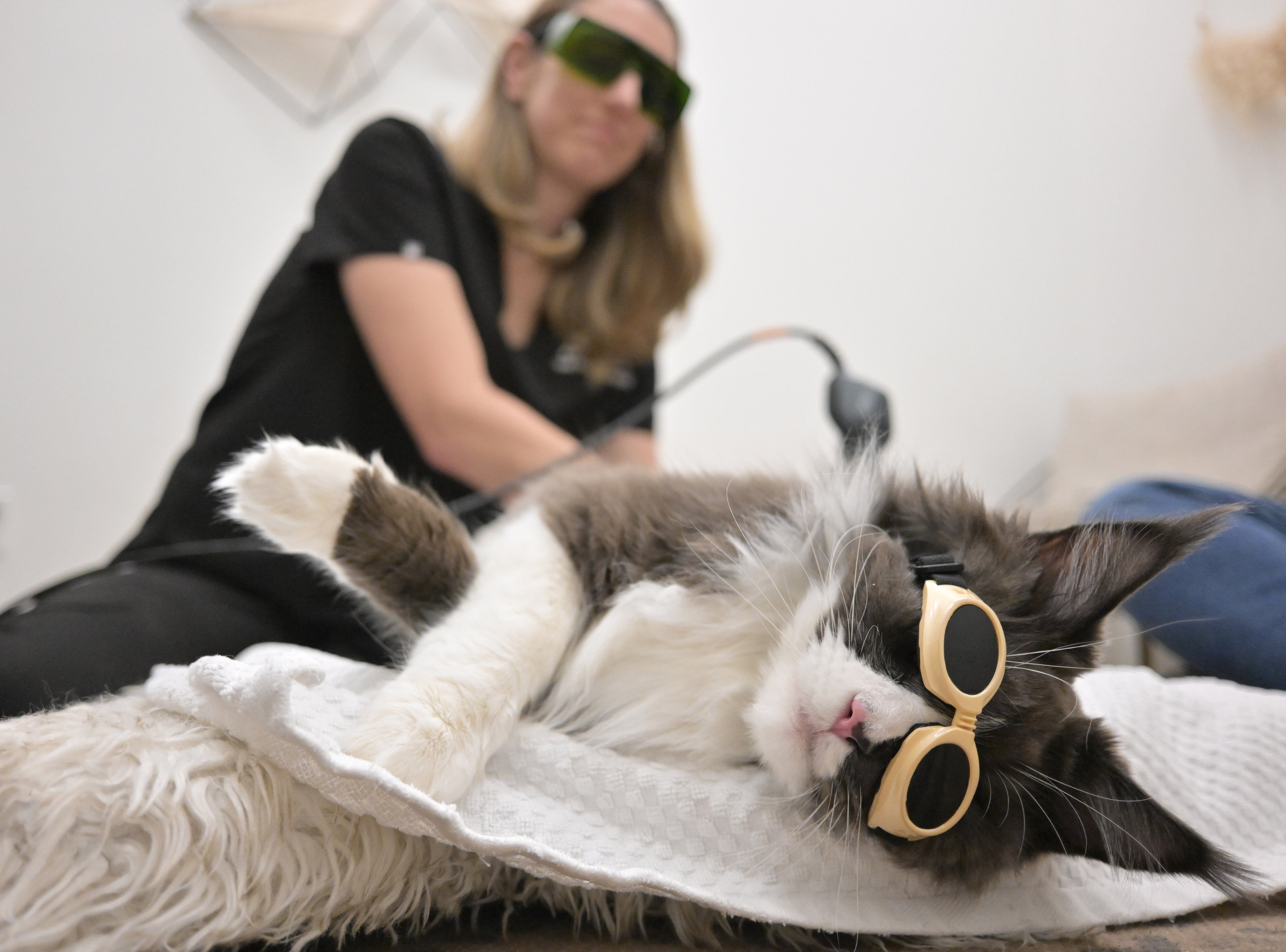 A veterinary physiotherapist performs laser therapy on a cat at Walking Paws Rehab in Colorado in 2024. The speciality vet offers holistic treatments, such as acupuncture, for its patients. Photo: TNS