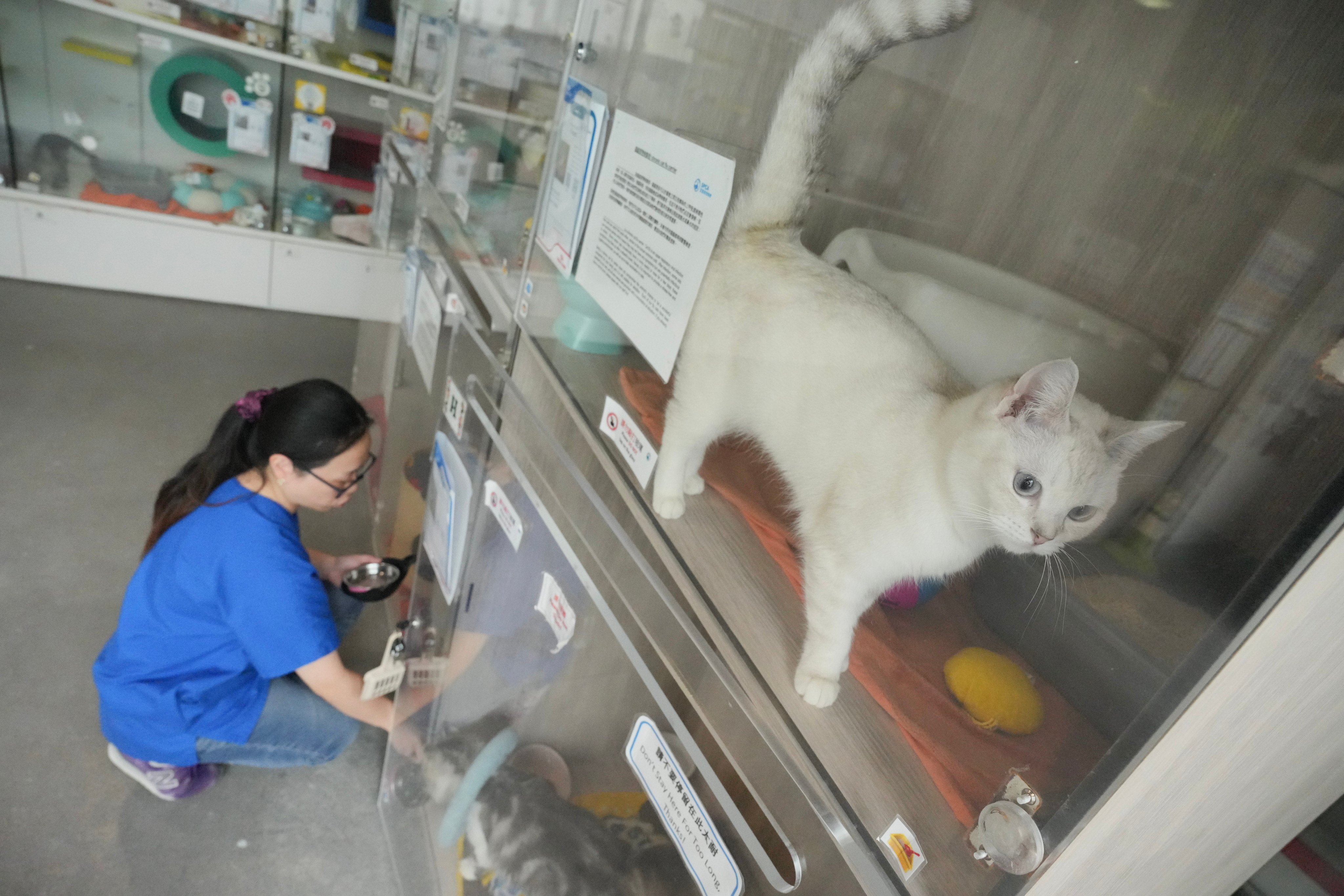 A cat at the SPCA adoption centre in Wan Chai waits for a new home.  Photo: May Tse