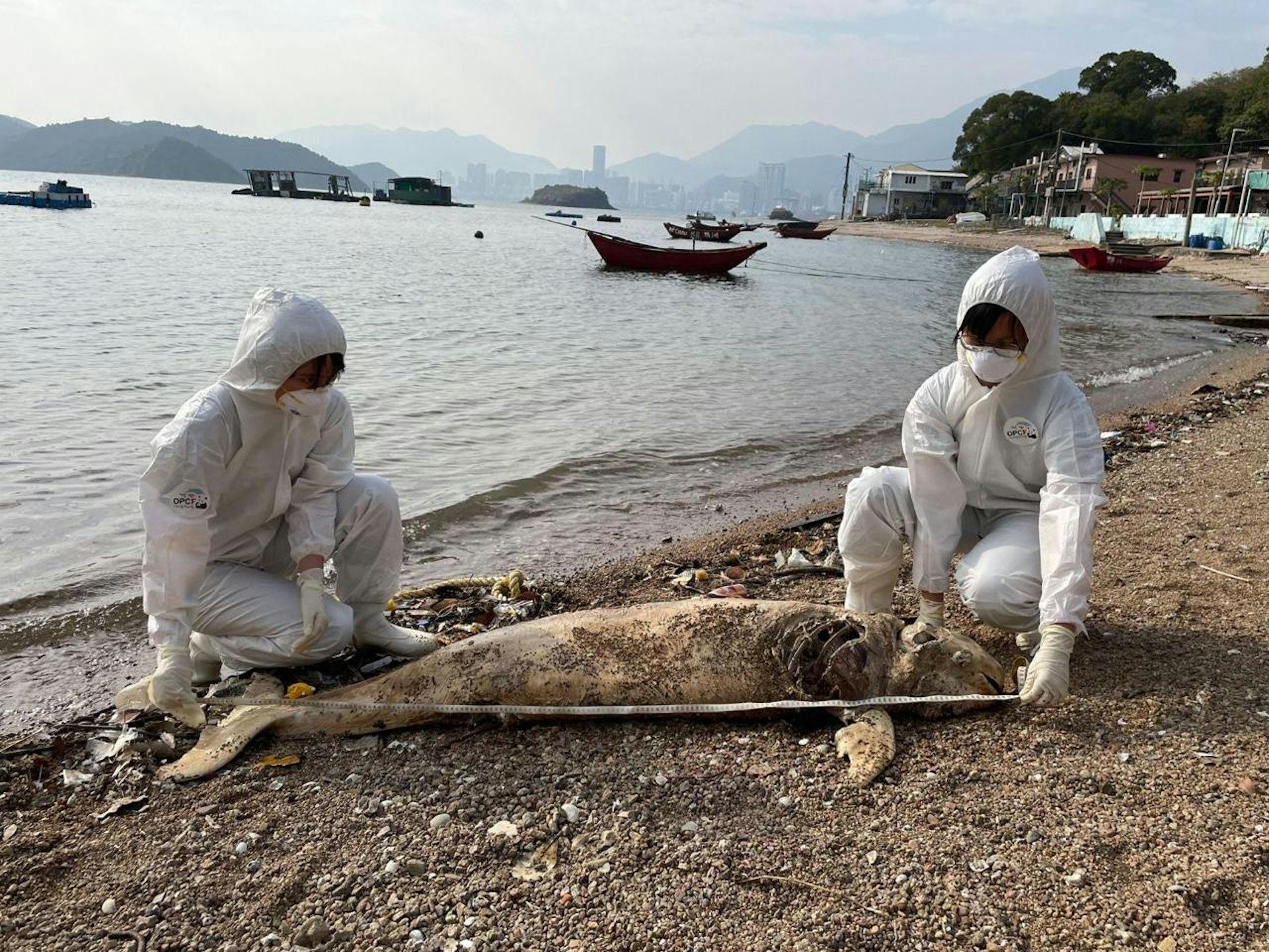 Experts have said the advanced decomposition of the marine life found has prevented them from determining the exact cause of the trend. Photo: Handout