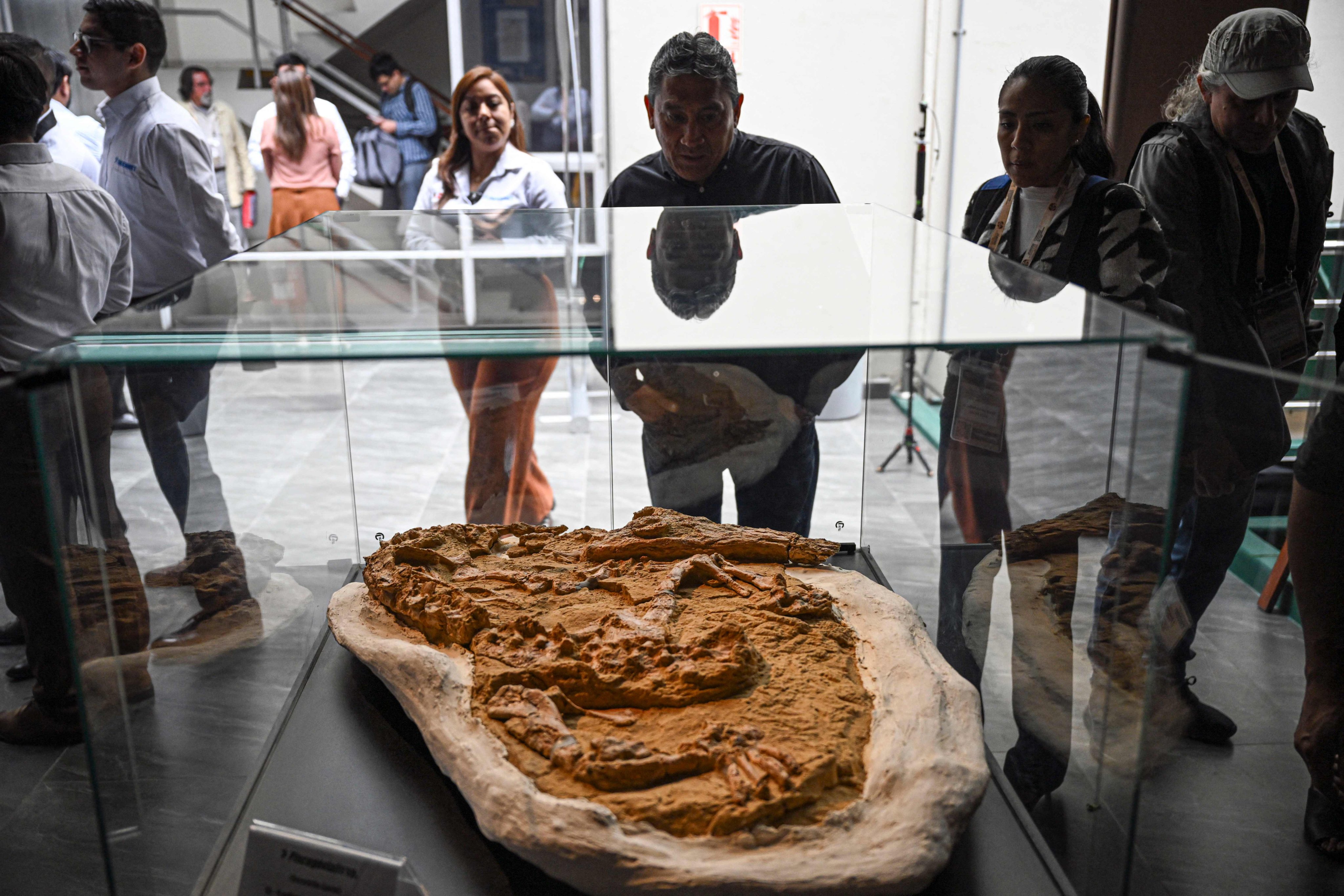 In a Peruvian desert, scientists found a 10 million-year-old juvenile gharial crocodile fossil in remarkable condition. Photo: AFP