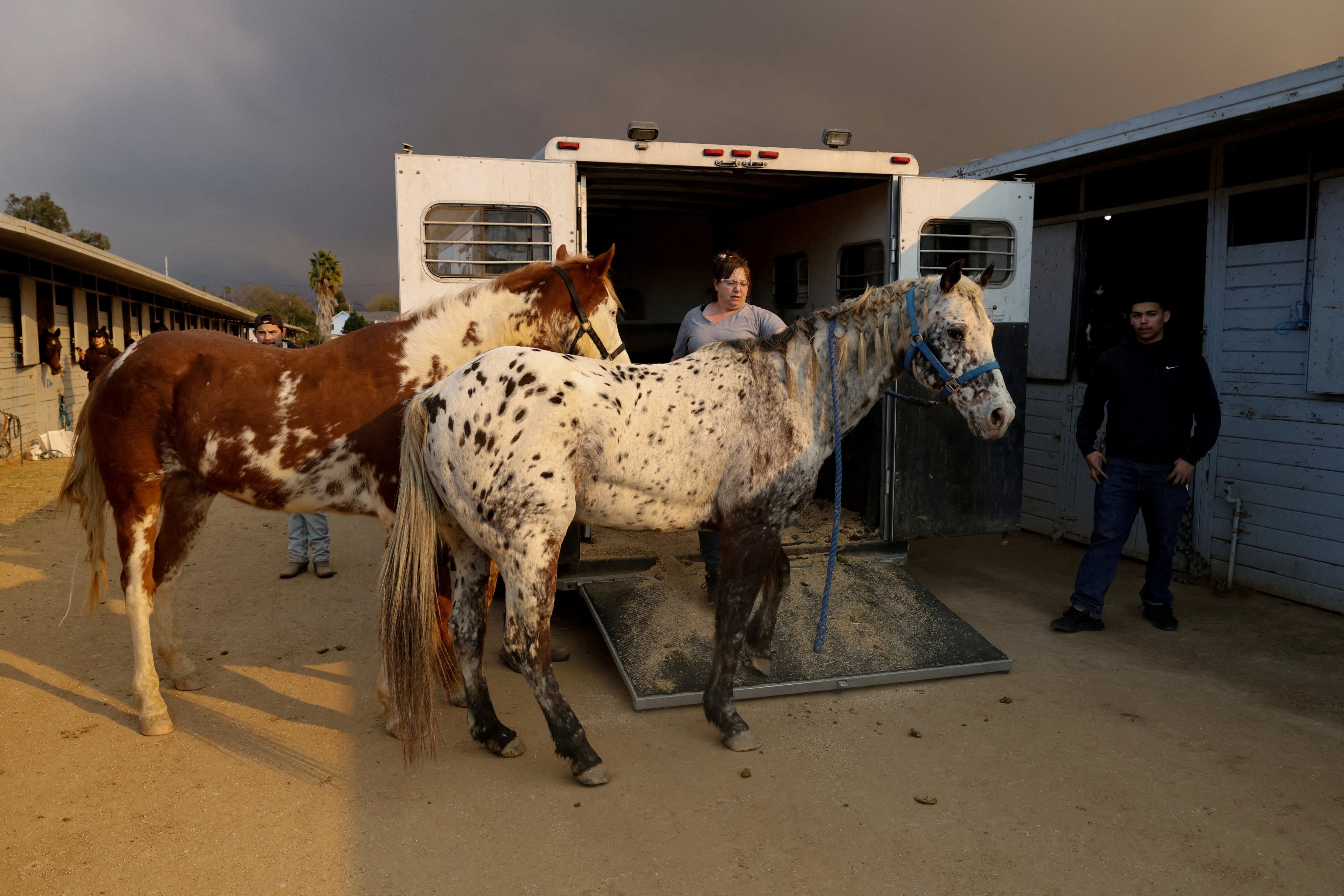 Jodi Lakatos unloads the last of her 15 horses at the Los Angeles Equestrian Center after evacuating Altadena as large animals are evacuated from several wildfires, in Burbank, California. Photo: Reuters