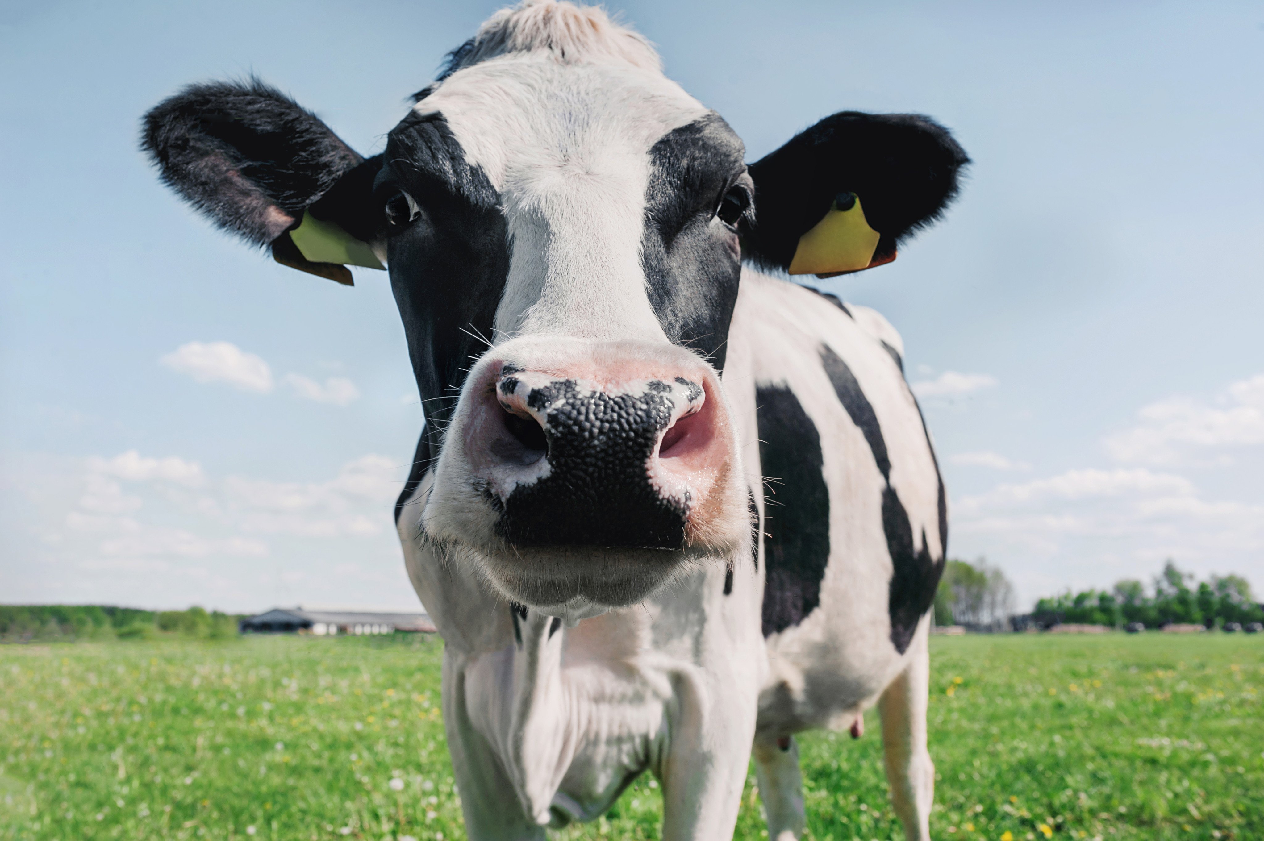 Scientists are exploring the use of seaweed to reduce methane emissions from cow burps and tackle climate change. Photo: Shutterstock 