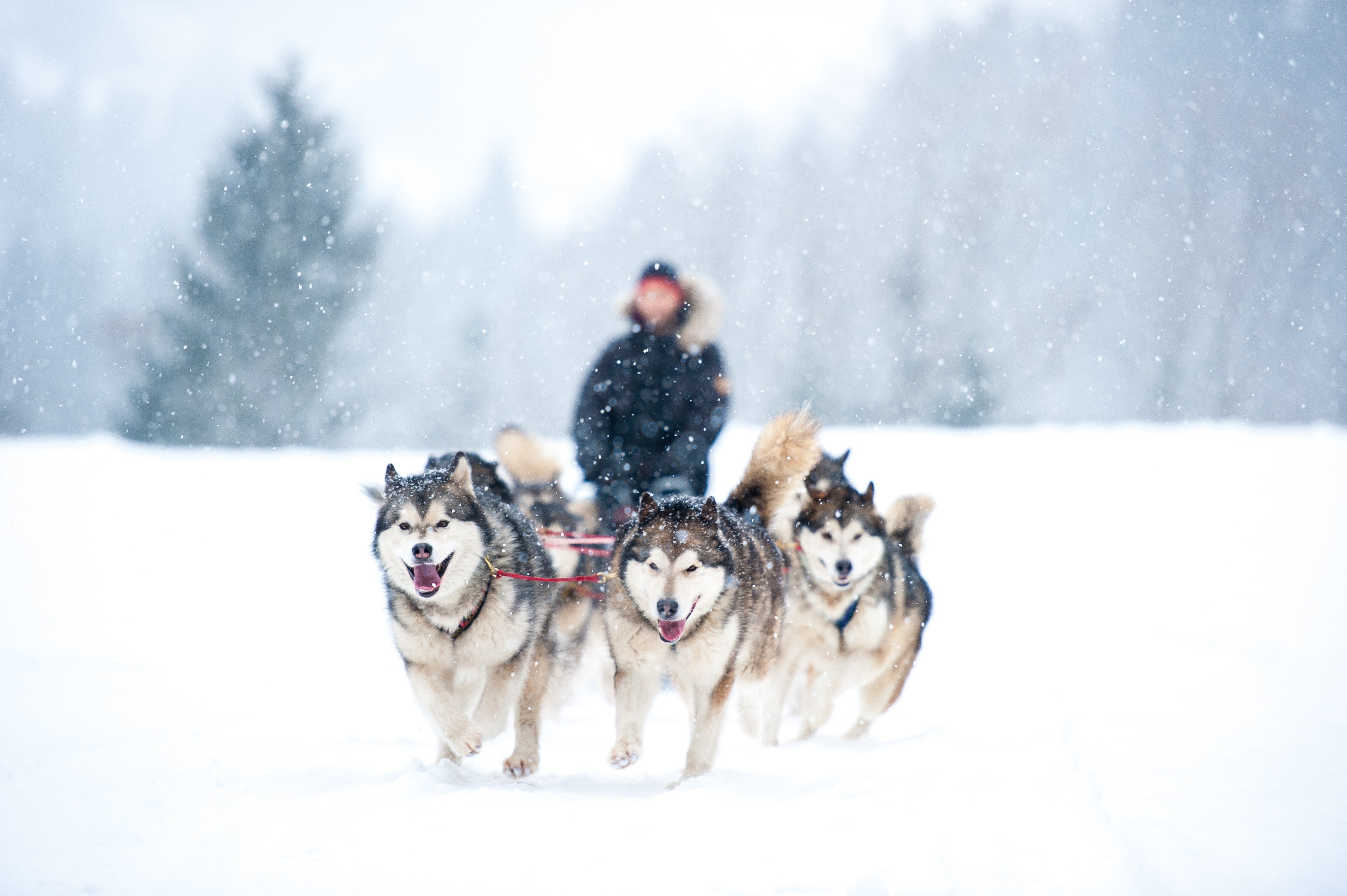 Huskies pull a sled through deep snow. Dogsled tours are popular among tourists in Finland. Photo: Shutterstock