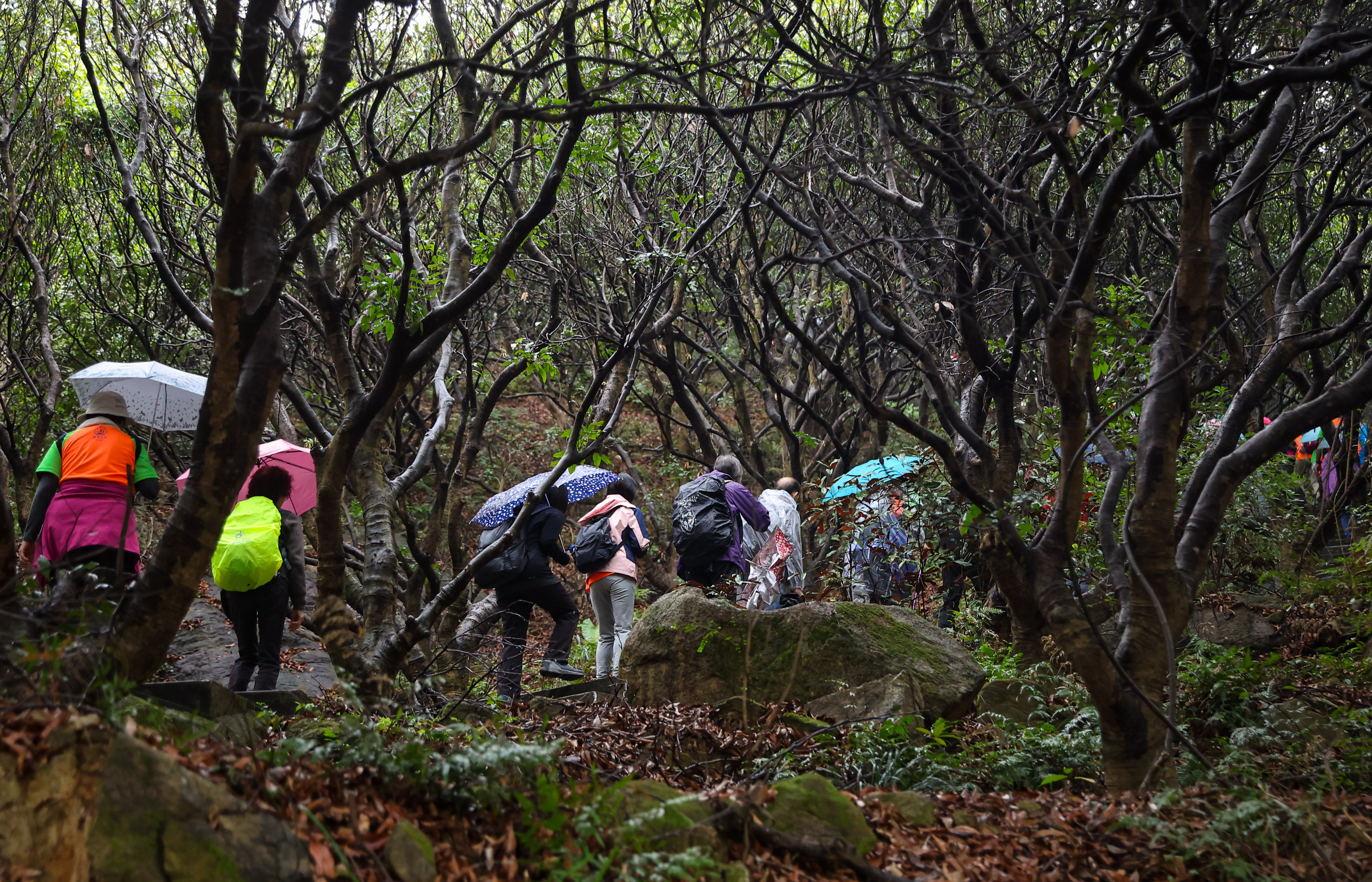 Tourist hiking incidents in Hong Kong nearly doubled in 2024 compared to the previous year. Photo: Edmond So