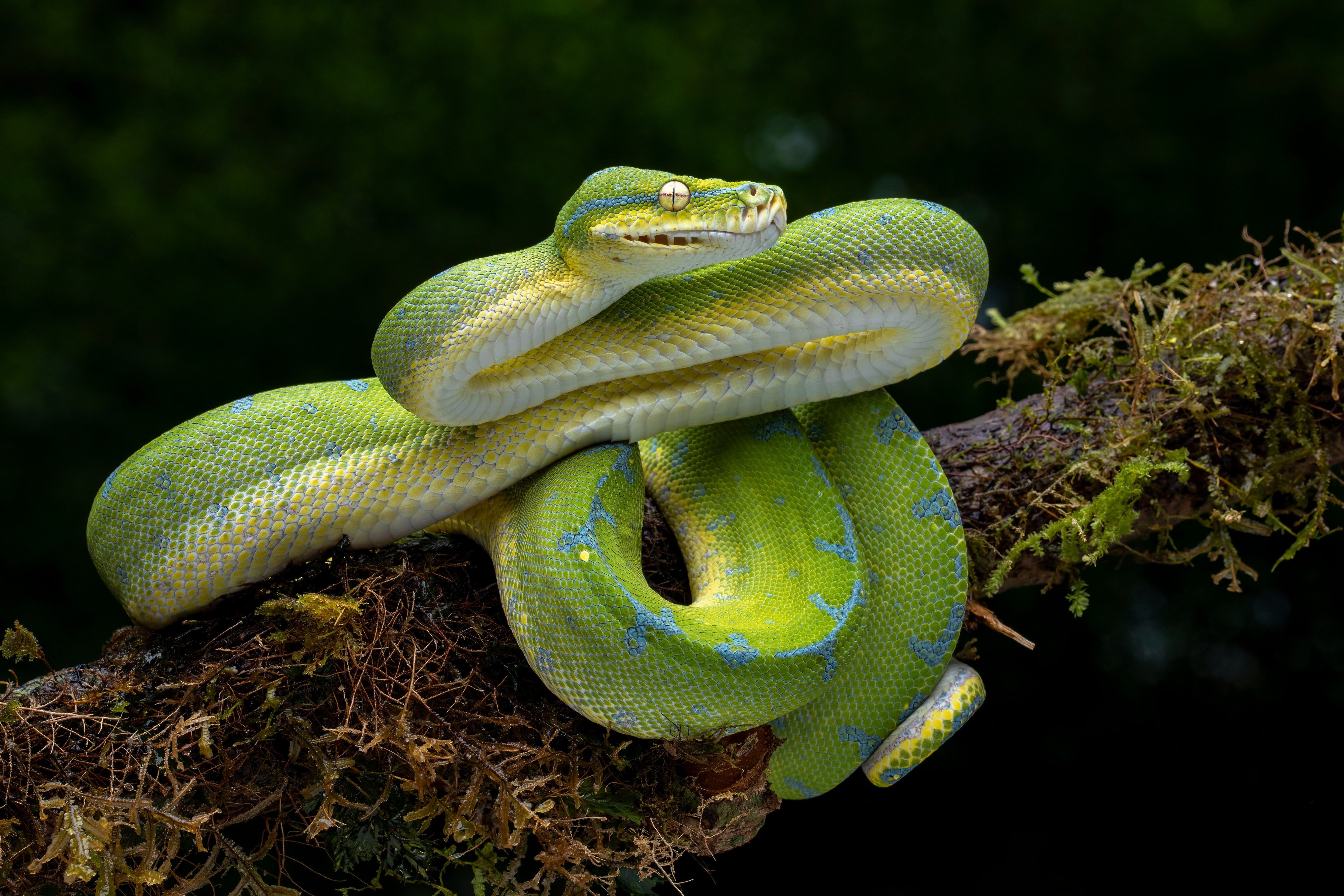 Snakes, such as the python above, and humans are being driven together by the effects of climate change, which experts say will result in more snakebite cases. Photo: Shutterstock