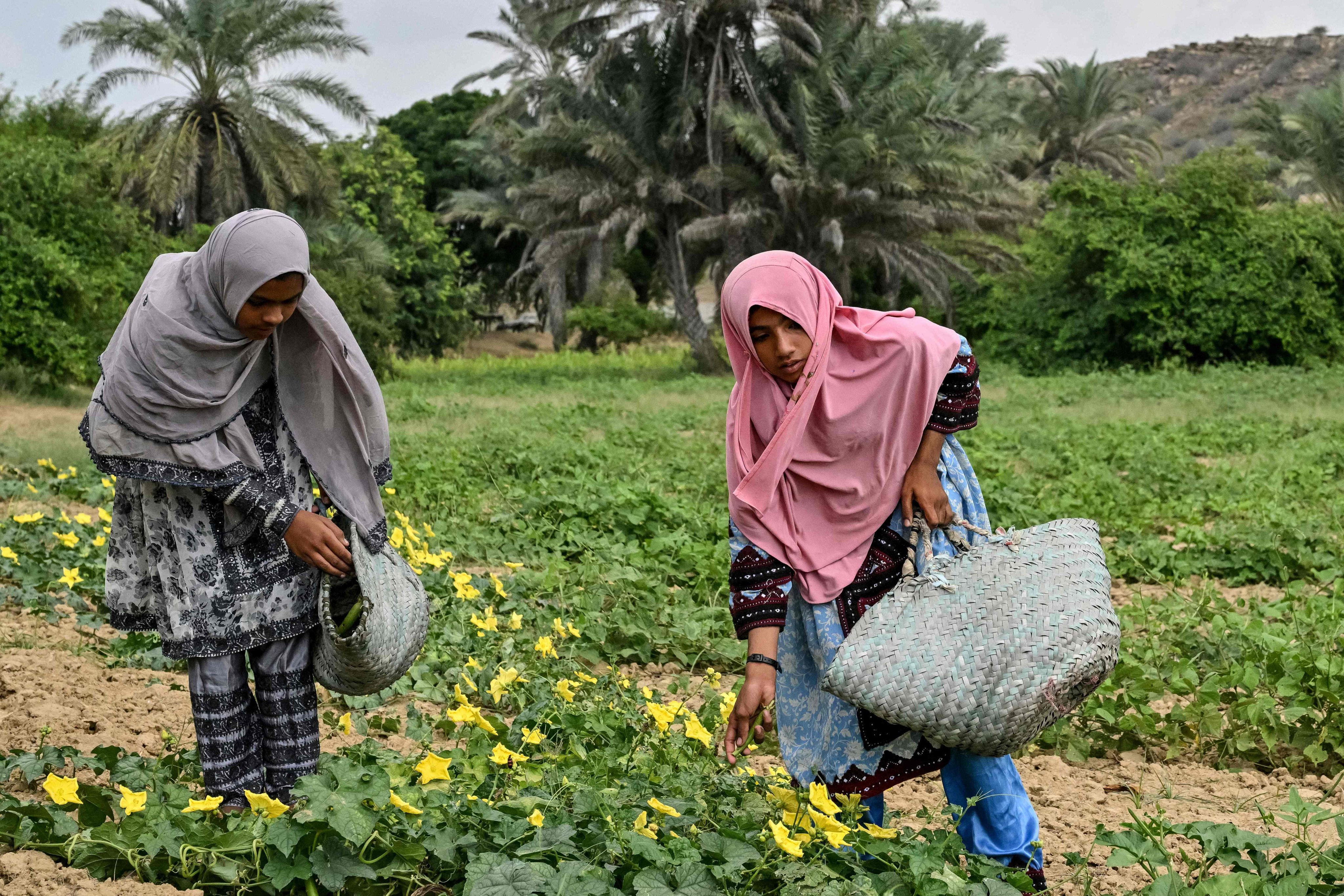 Pakistan’s education system faces a major crisis, with millions of children out of school as they need to work in the fields to support their families. Photo: AFP