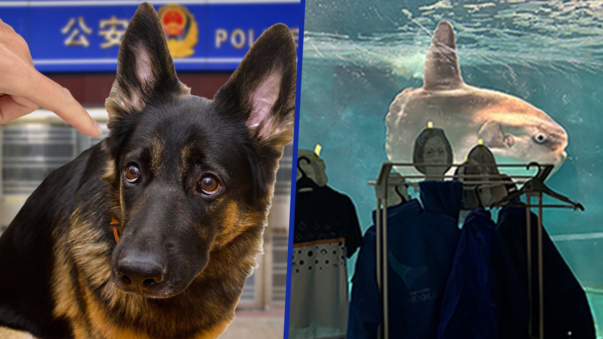 Cute tales: From badly behaved police dogs in China to a depressed fish in Japan, the Post gets to grips with some strange animal stories. Photo: SCMP composite/Shutterstock/X