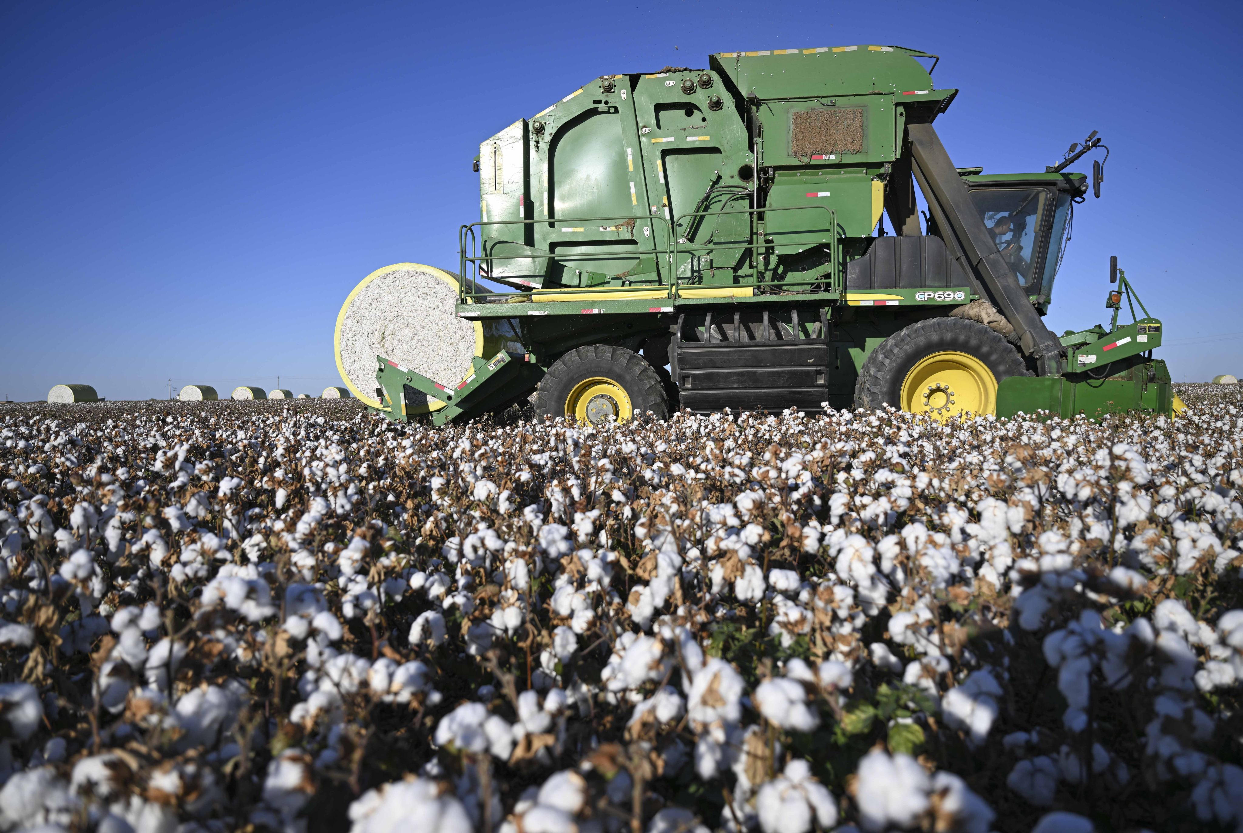 Workers harvest cotton in Wujiaqu, Xinjiang Uygur autonomous region, in September 2024. Photo: Xinhua