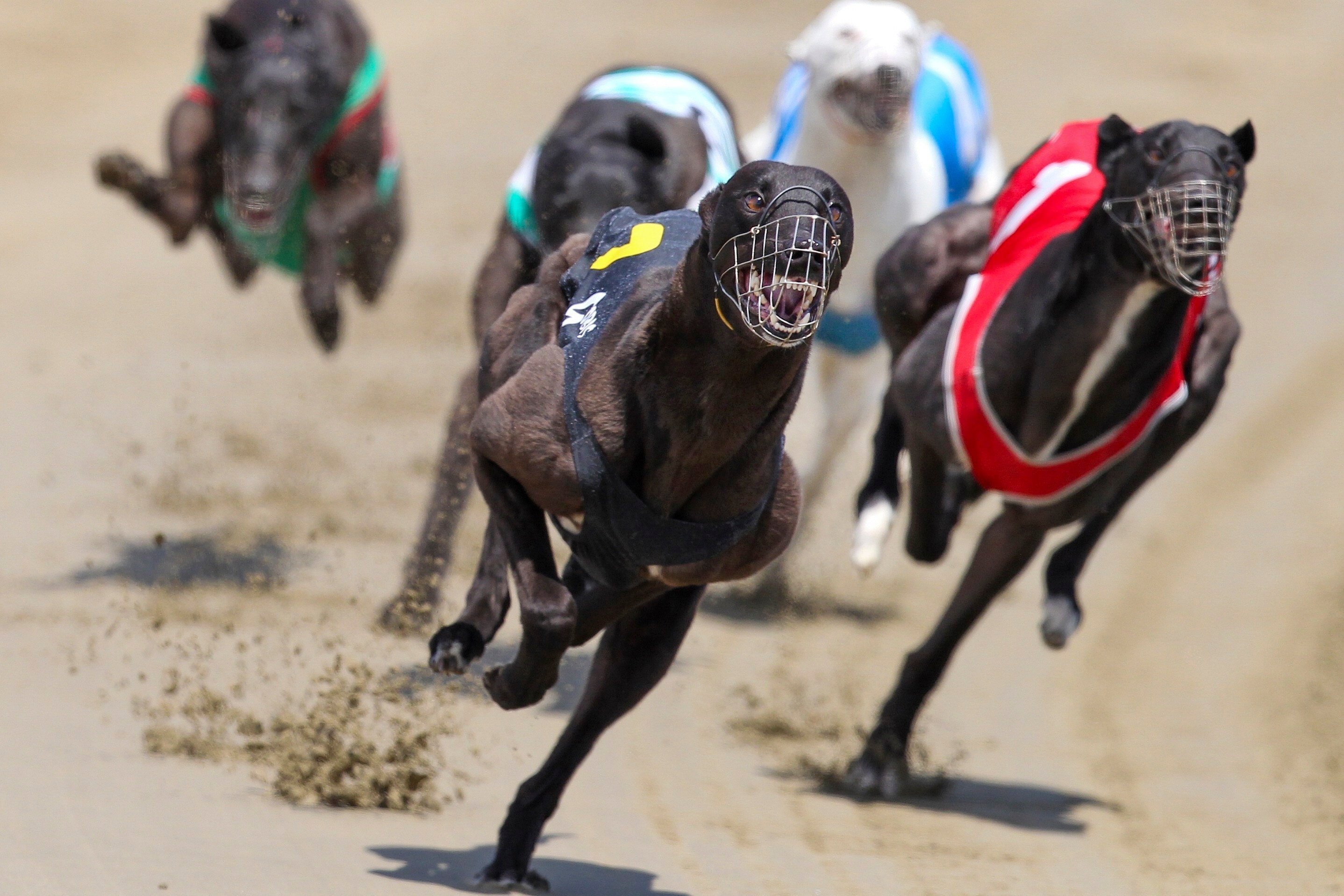 New Zealand will ban greyhound racing by 2026 to protect dogs. Photo: AP