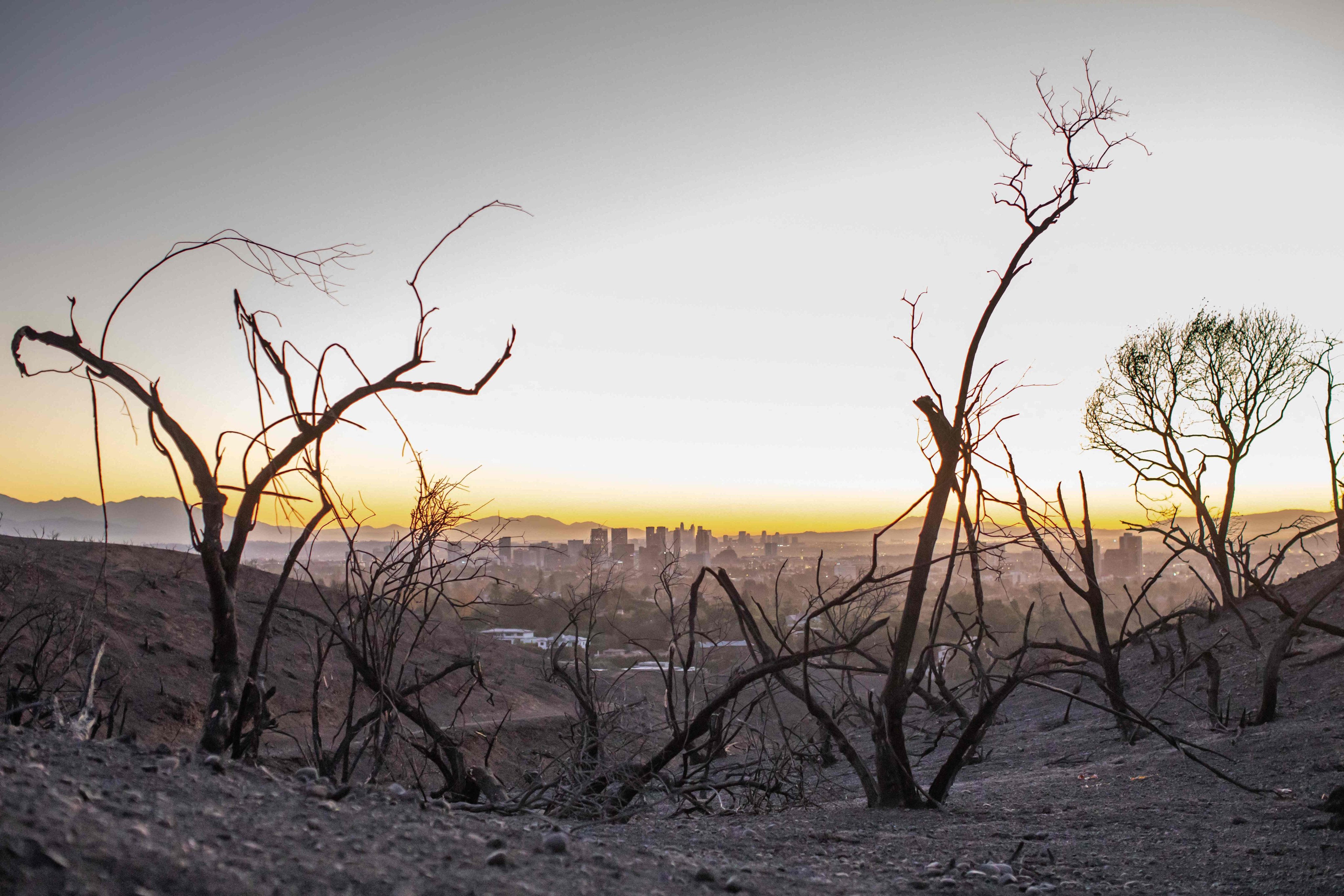 Burned trees with the City of Los Angeles in the background, in the Pacific Palisades neighbourhood. Photo: AFP