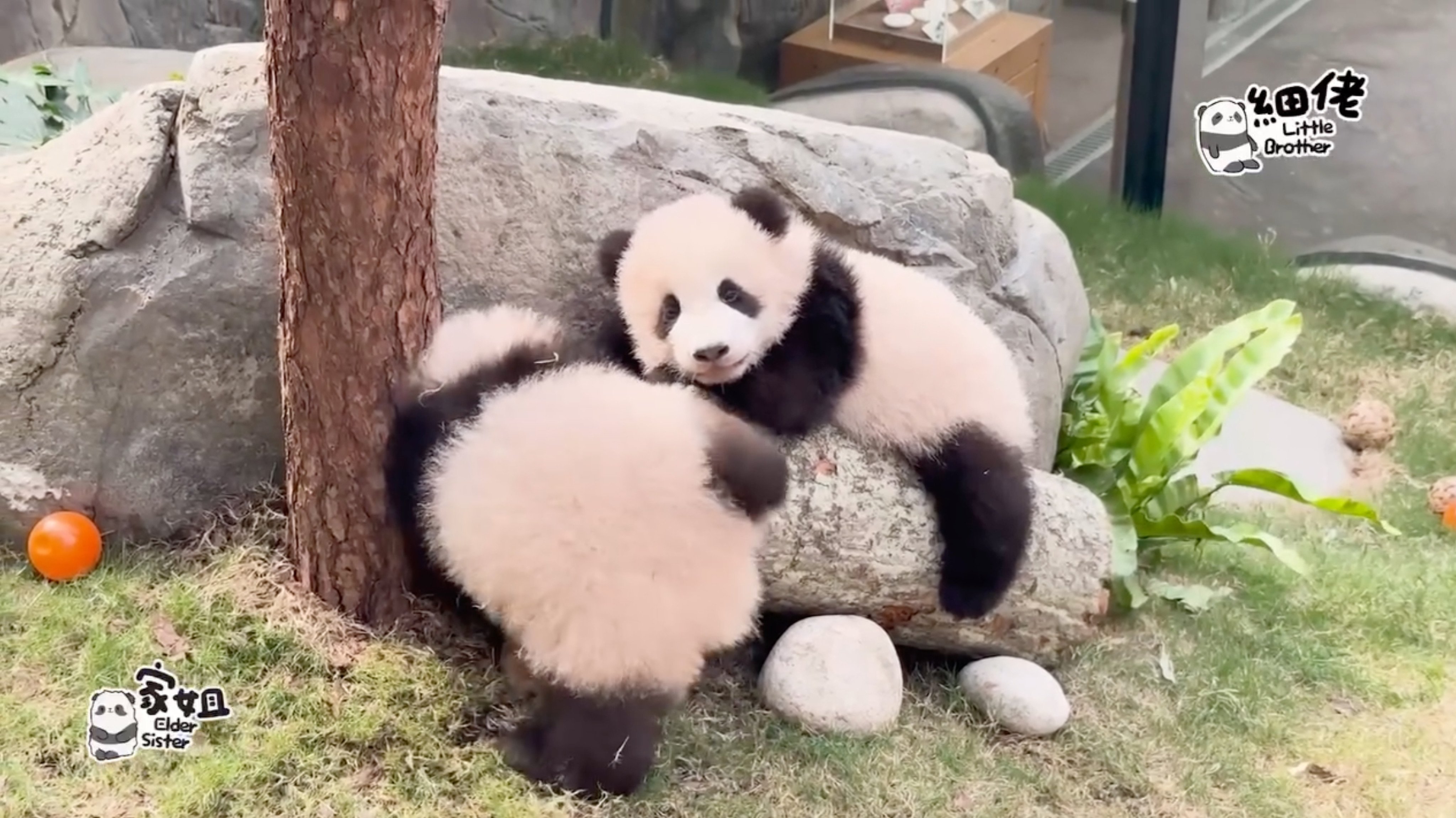 “Elder Sister” (left) and “Younger Brother” have recently started playing and climbing around their enclosure, crawling on grass, climbing up rocks and clawing at trees. Photo: Ocean Park