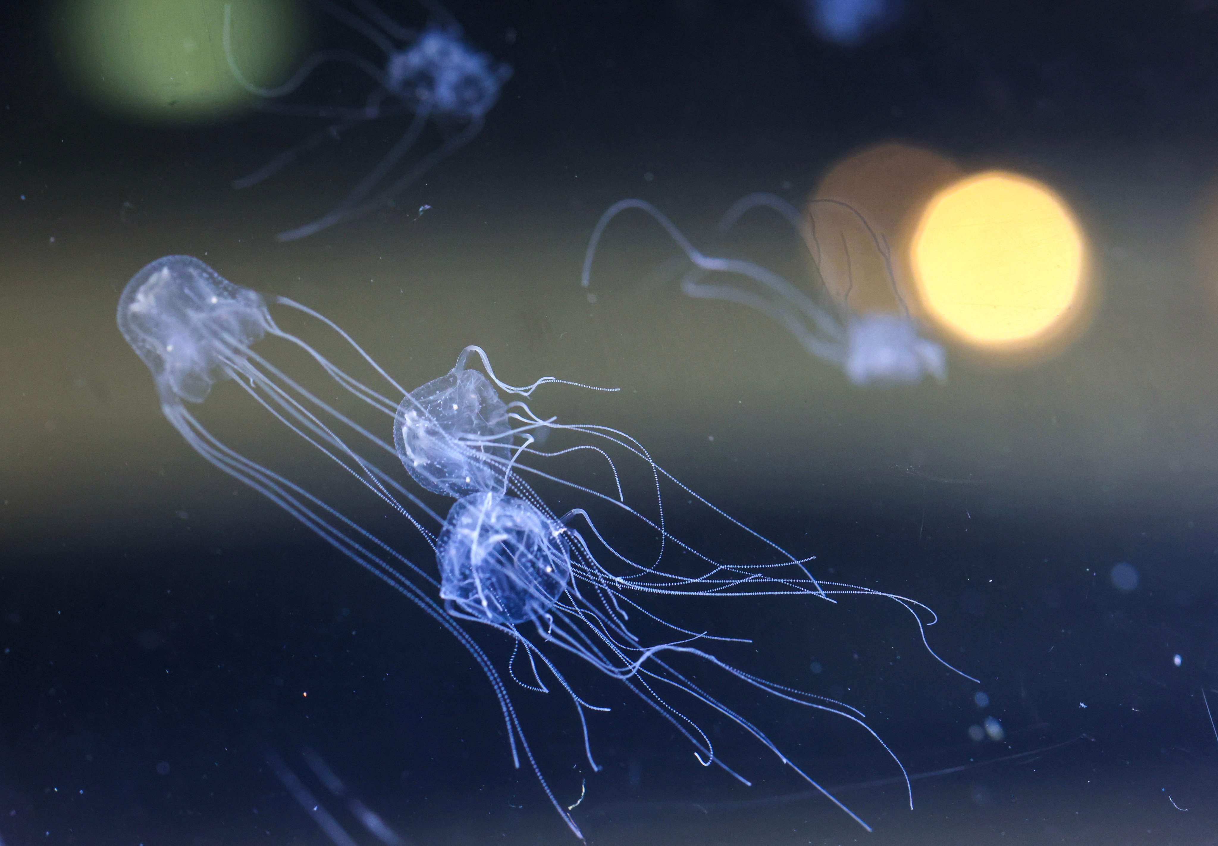 Hong Kong has many different species of box jellyfish. Photo: May Tse