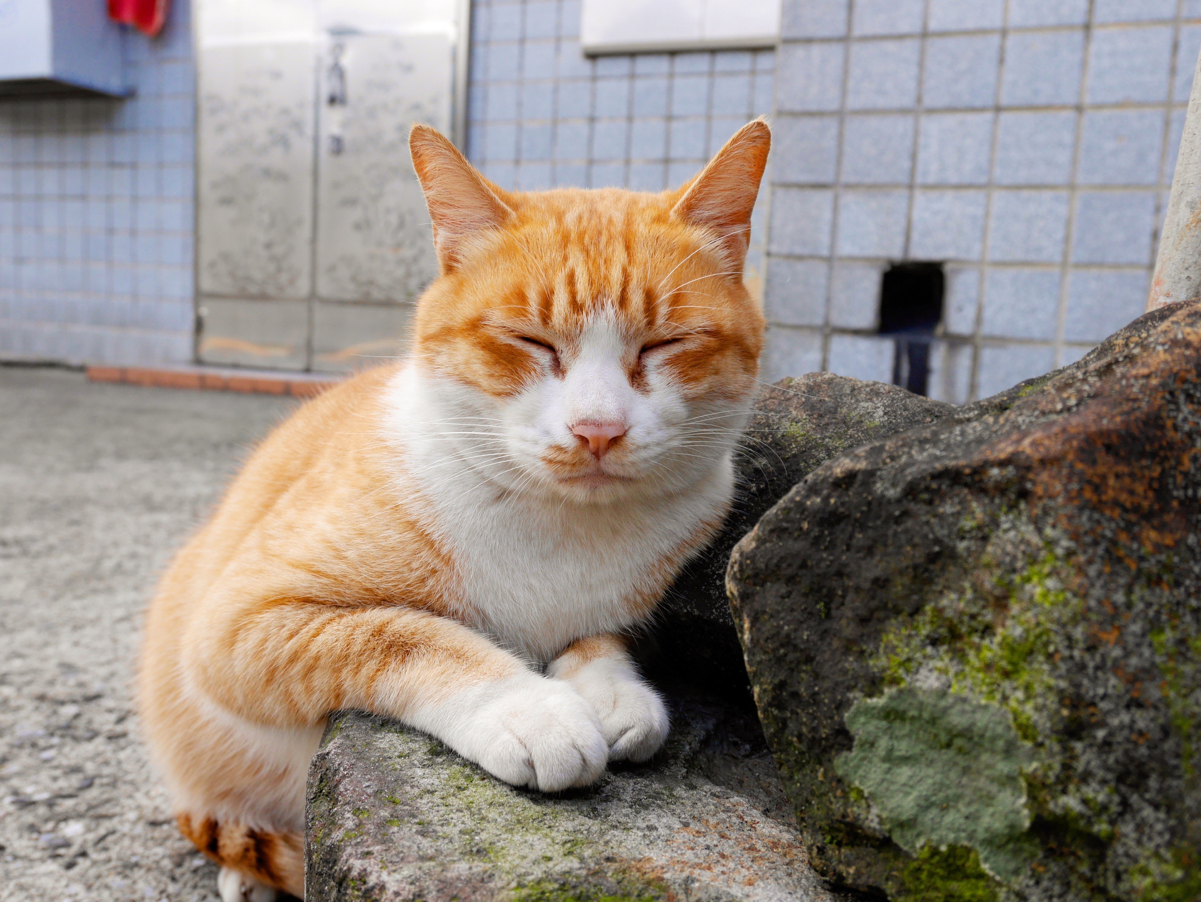 A Chinese woman lost her job after her cat accidentally sent her resignation email. Photo: Shutterstock 