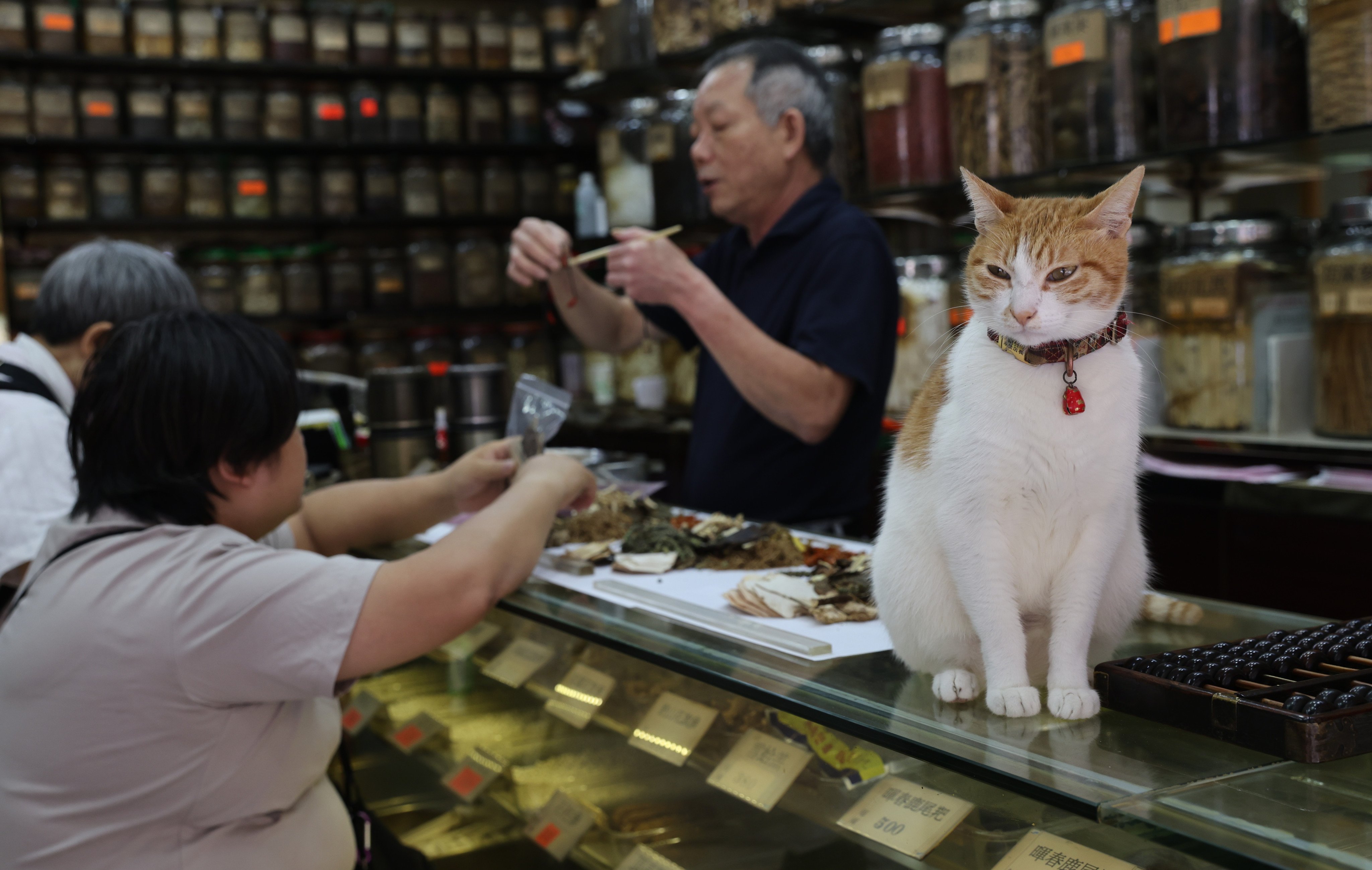 A cat at a Chinese medicine shop in Hong Kong. Photo: Yik Yeung-man