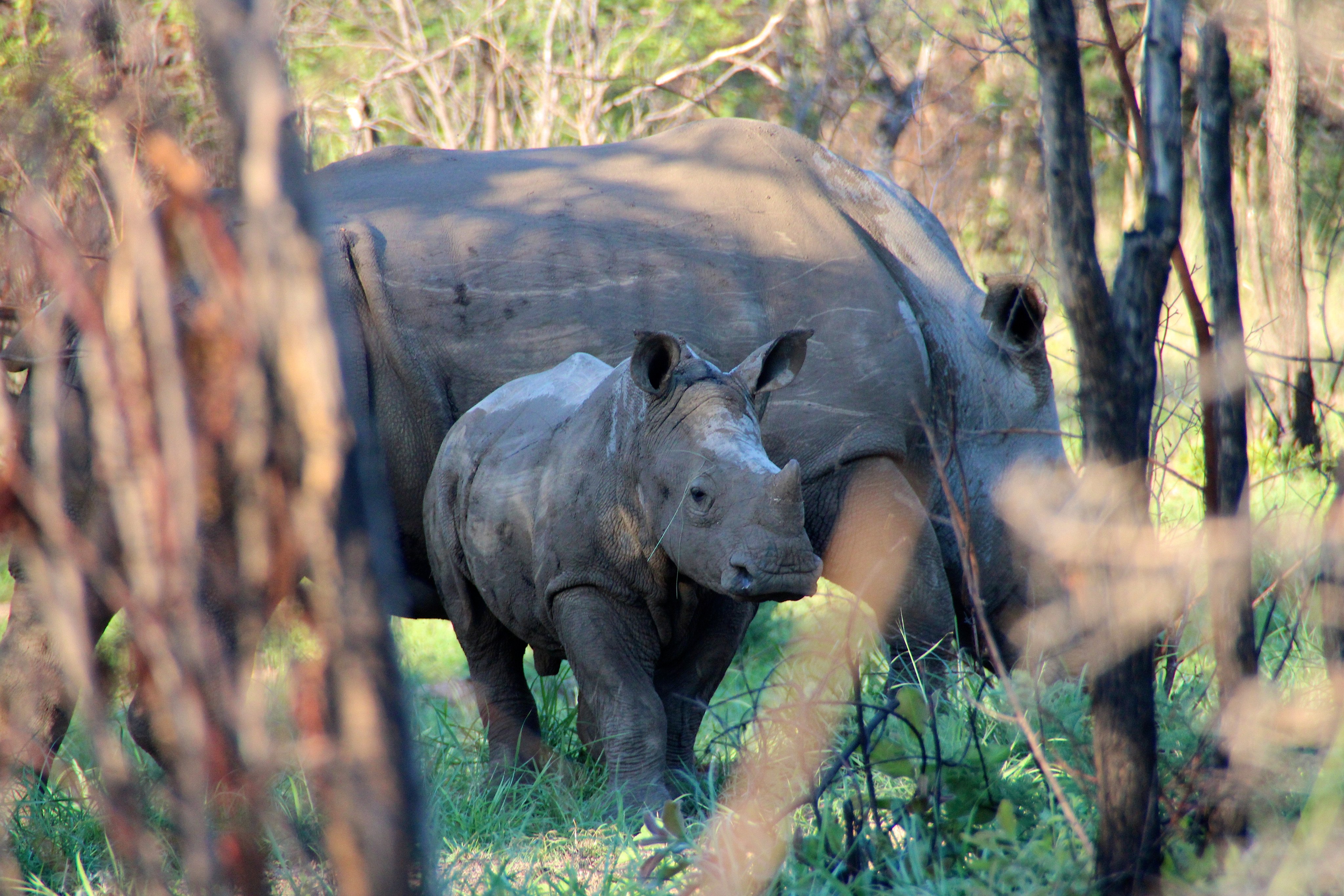 Two southern white rhinoceros graze in Matobo National Park, in Zimbabwe. The population of these rhinos has stabilised in Botswana, Kenya, Namibia, South Africa, eSwatini, Zambia and Zimbabwe. Photo: Shutterstock