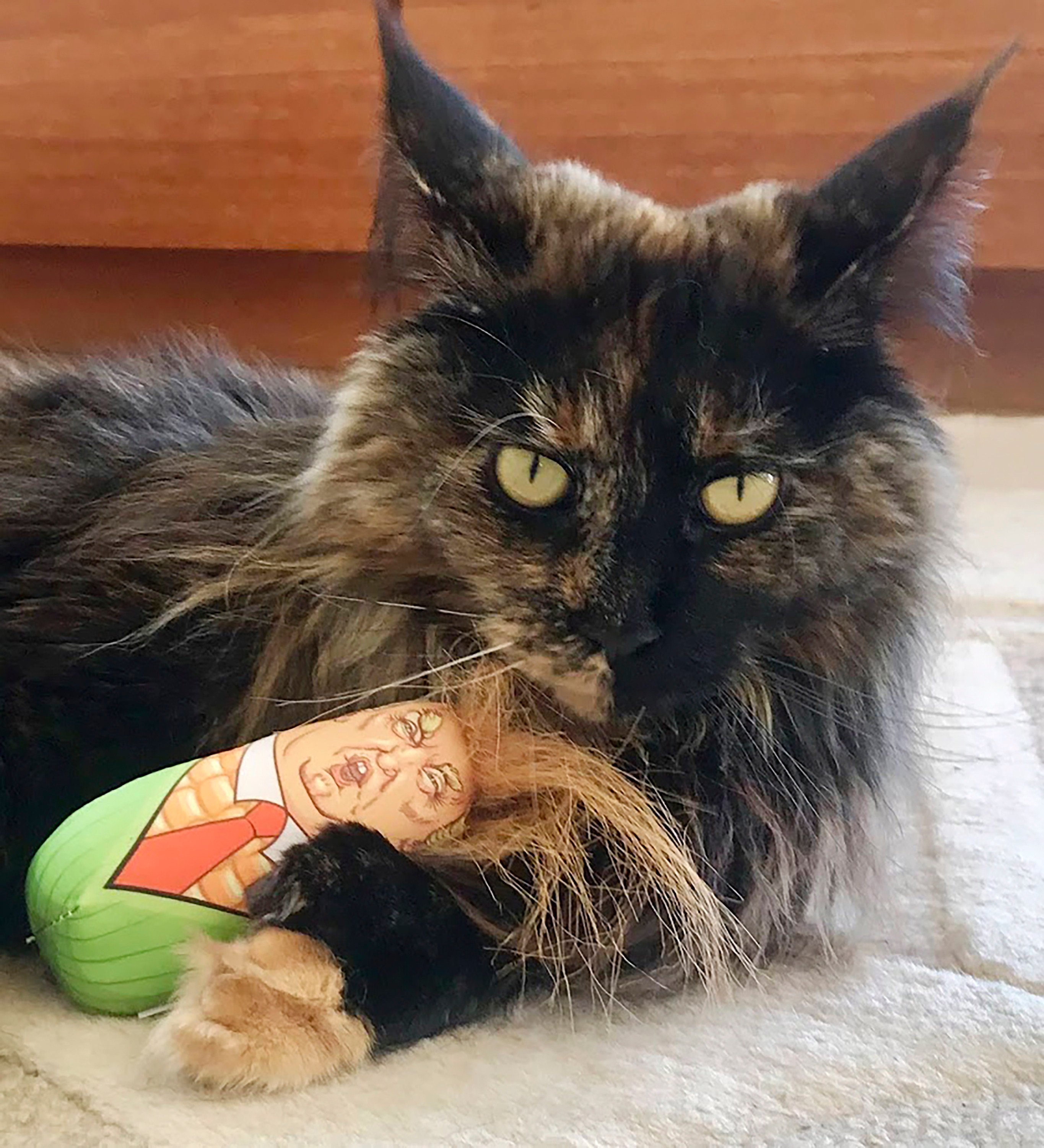 Mittens the cat plays with a Donald Trump toy in Melbourne, Australia. Photo: Margo Neas via AP