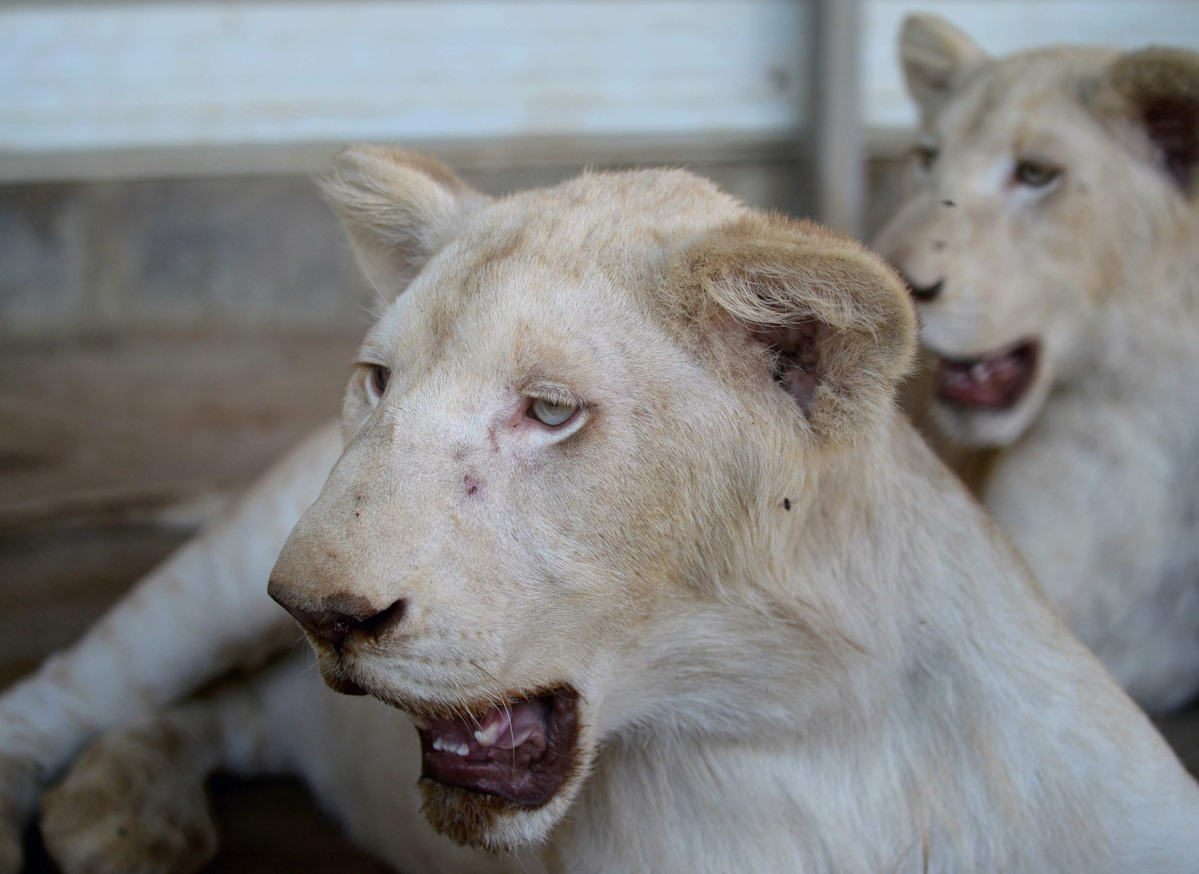 Lions in a private zoo in Karachi. Trade of wild animals is a roaring business in Pakistan. Photo: AFP