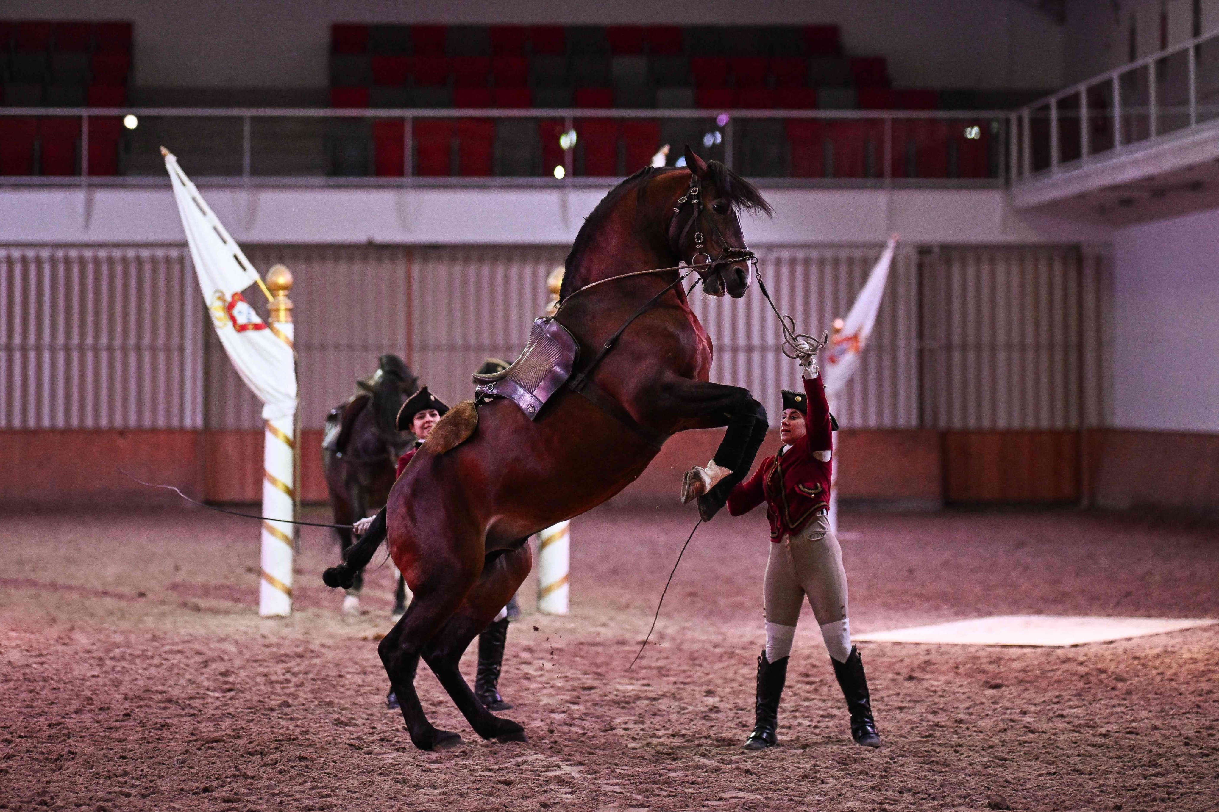 A dressage performance at the Portuguese School of Equestrian Art. Photo: AFP