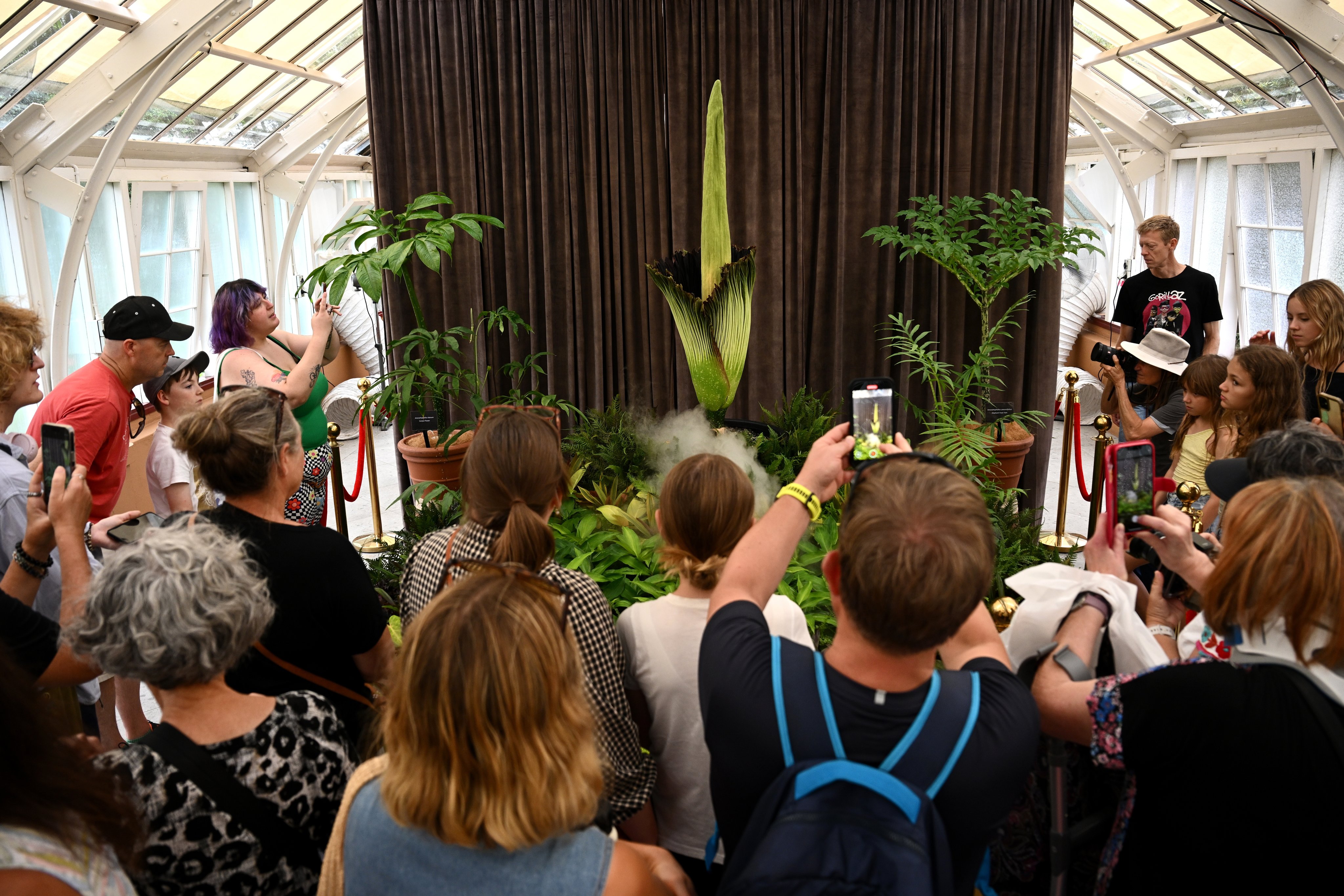 The rare and endangered corpse flower, nicknamed Putricia, blooms at the Royal Botanic Gardens in Sydney. Photo: EPA-EFE