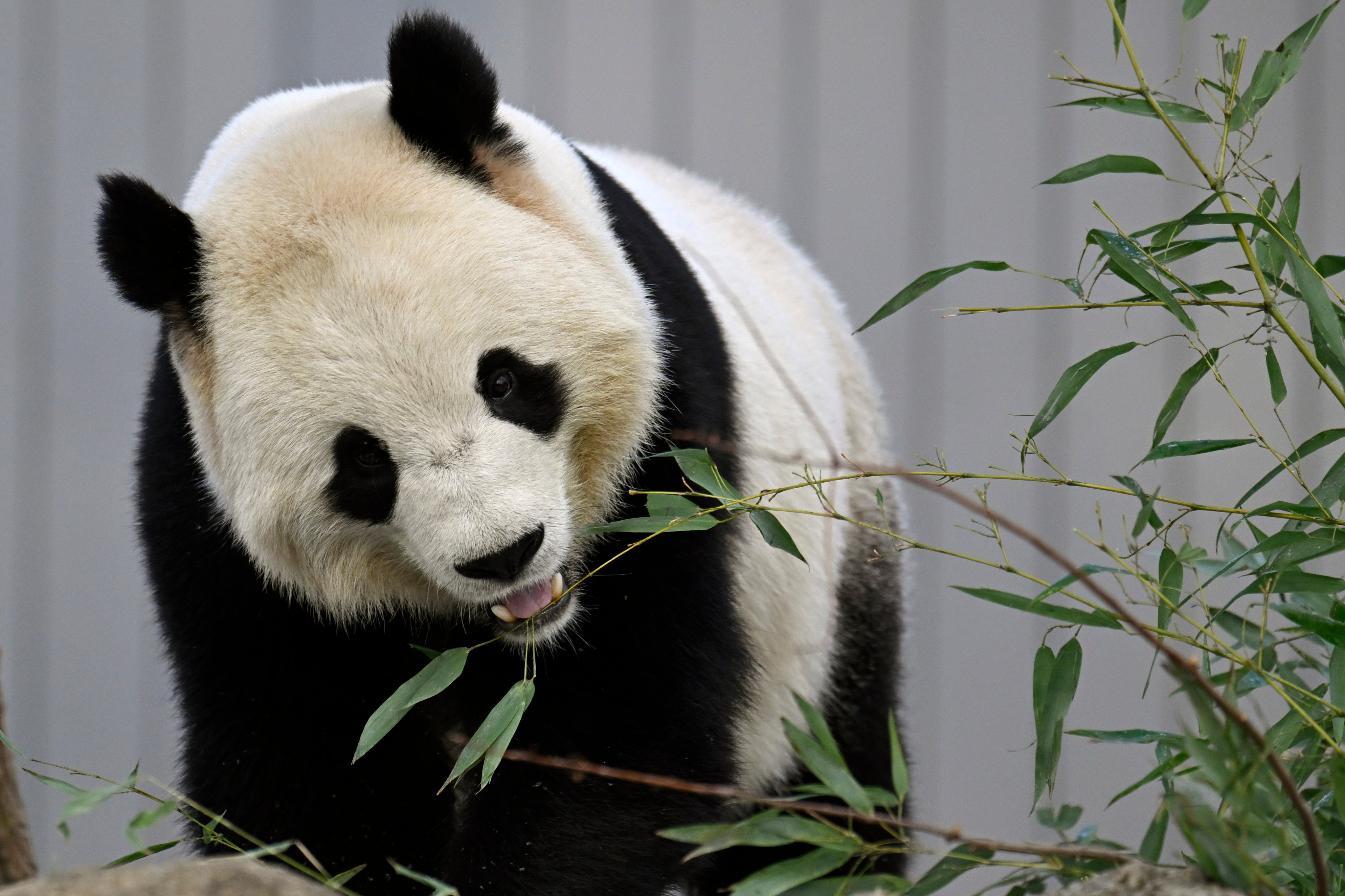 Bao Li eats bamboo leaves during the public debut of the giant pandas at the National Zoo on Friday. Photo: AP 